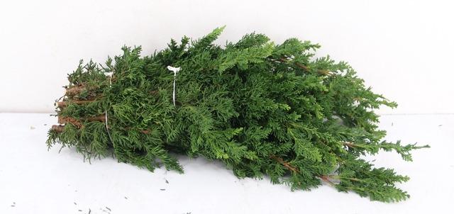 Coniferen Green 50cm
