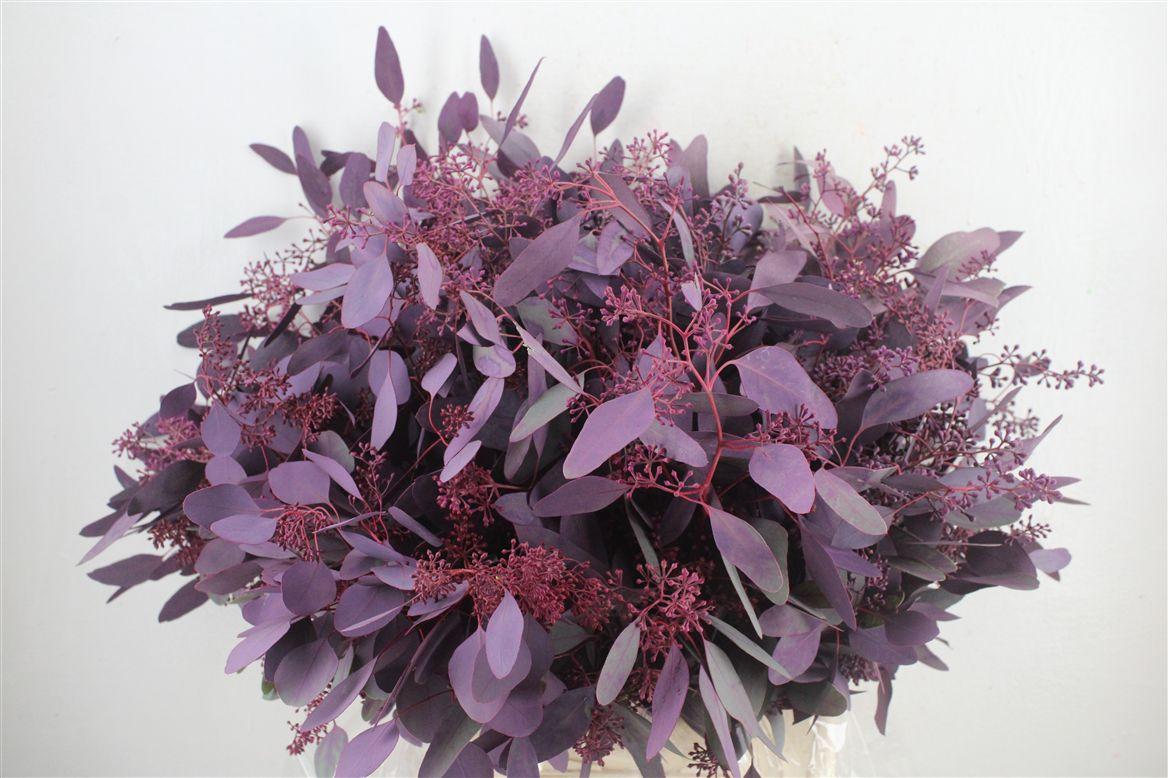 Euca Populus Berry 300gr Abs Lilac P Bunch
