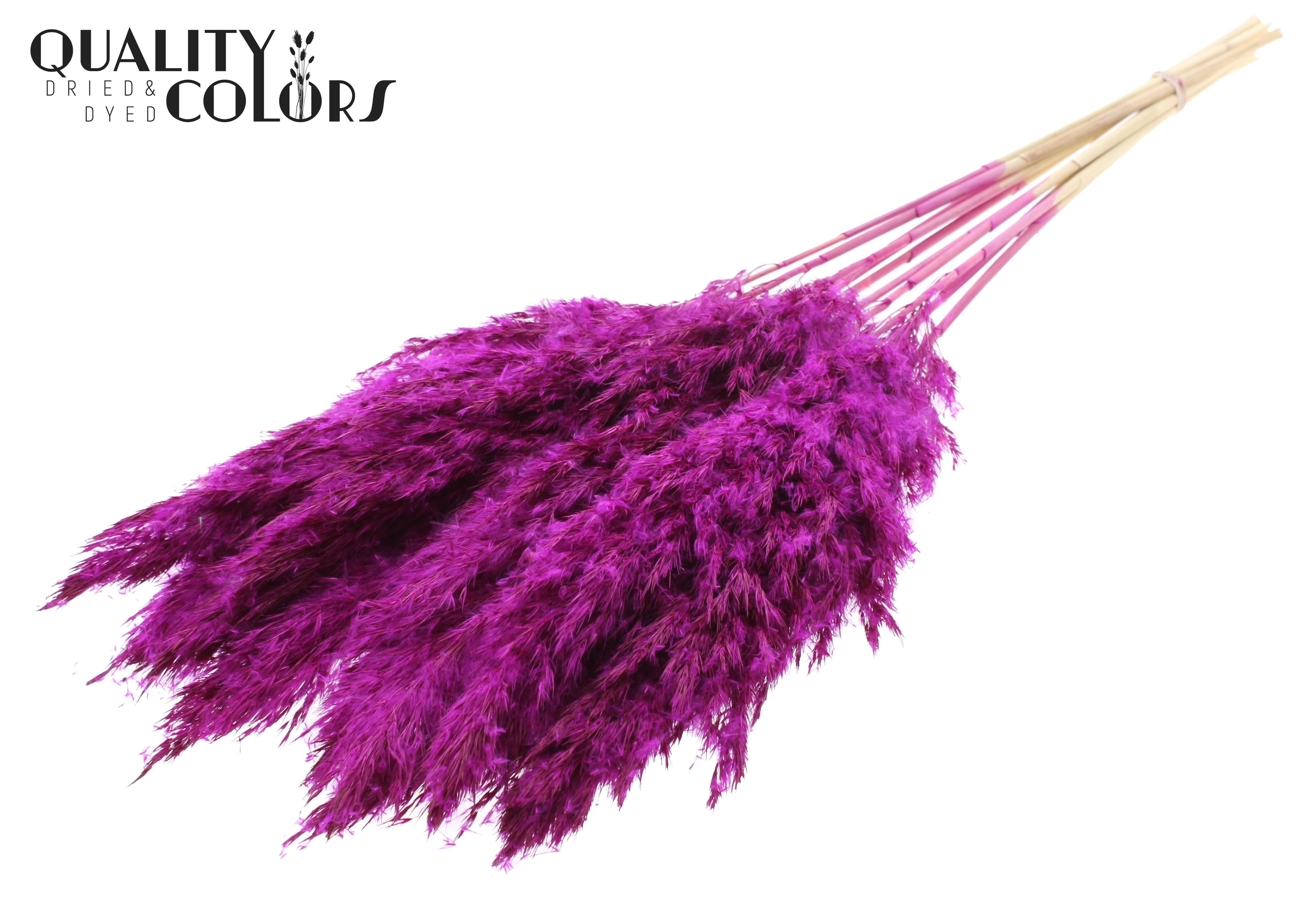 Pampas Grass Lilac Per Bunch 70cm