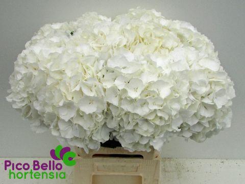 Hydrangea White Verena 65cm 18-20cm Hd