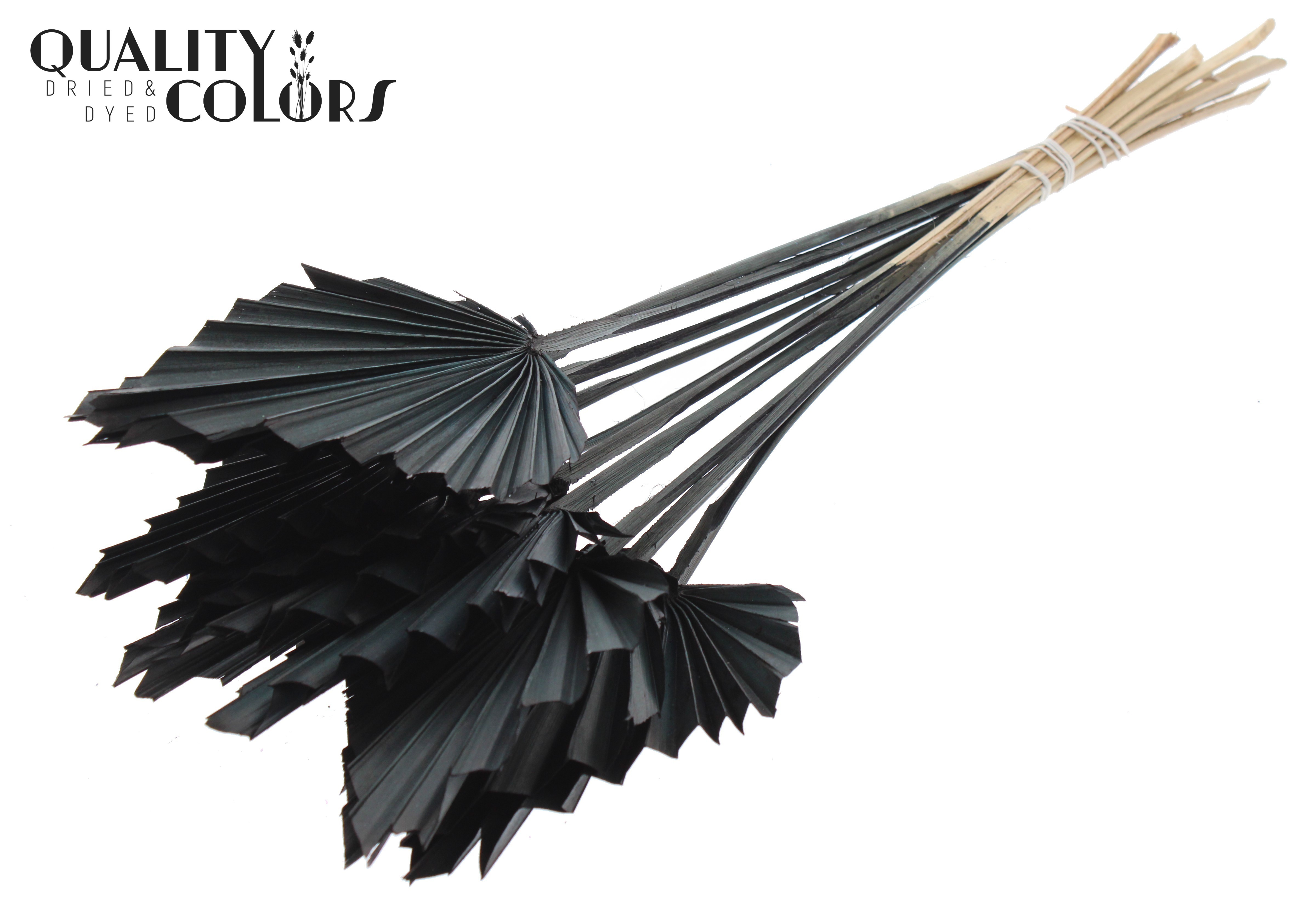 Palm Spear Black 50cm
