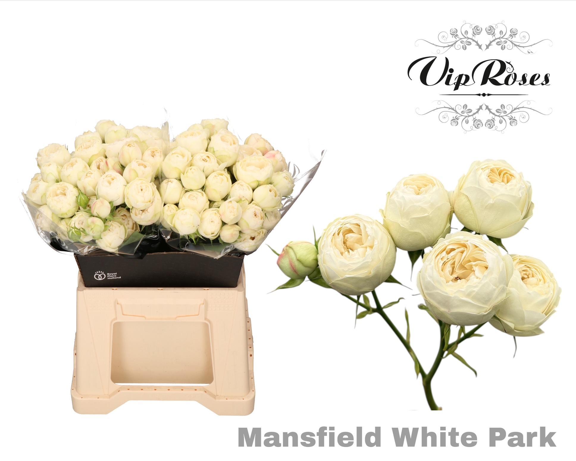 R Tr Mansfield White Park X20 40 cm