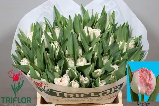 Tulipa Frilled Neglige 41cm 35gram