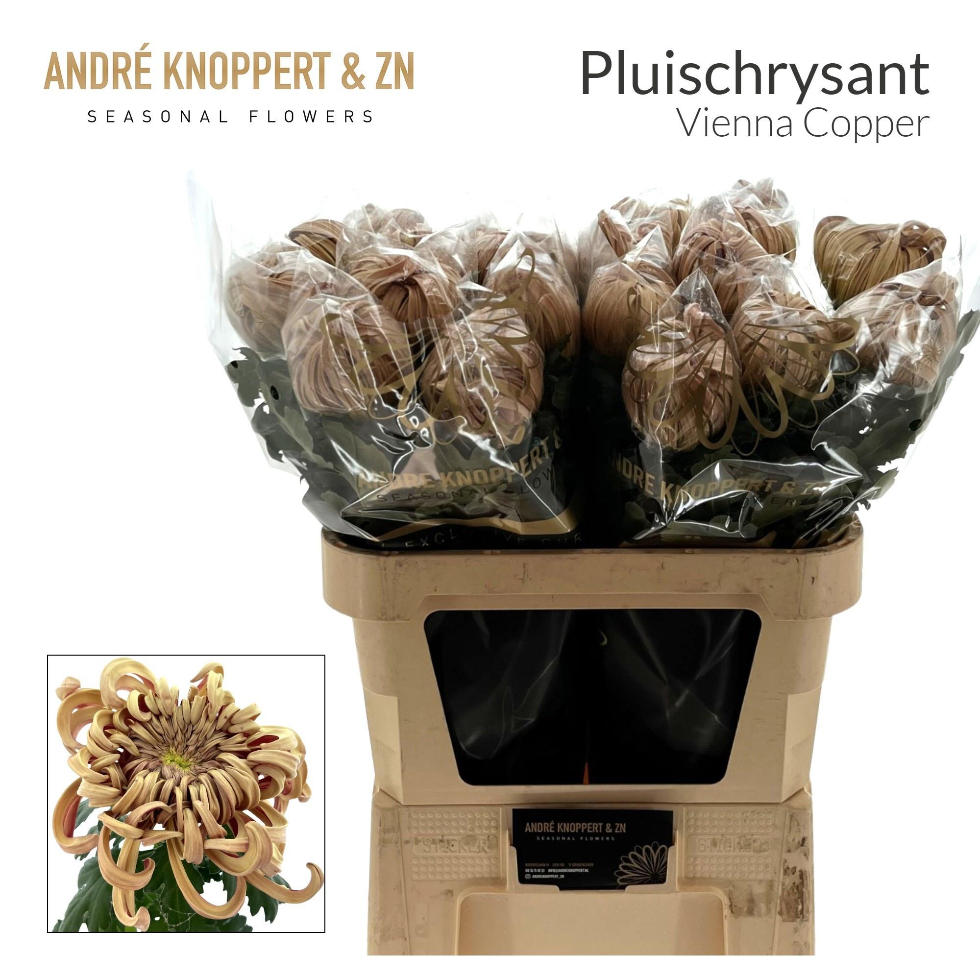 Chrys Single Vienna Copper 70cm 160gram
