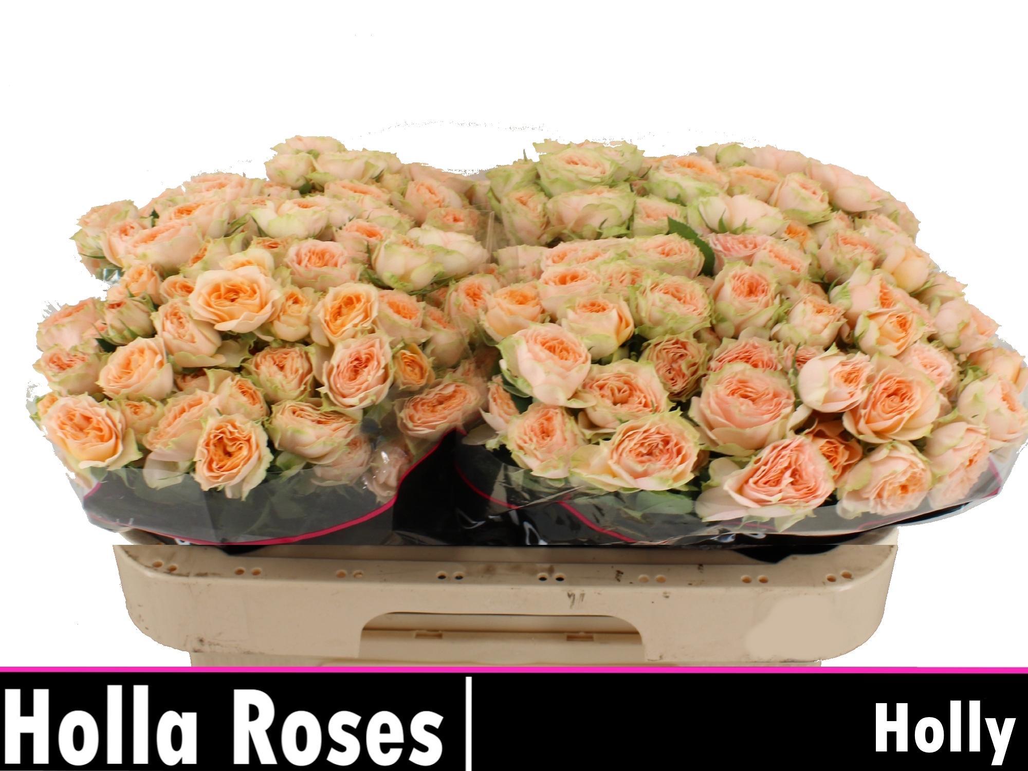 Rosa Spr Holly 60cm