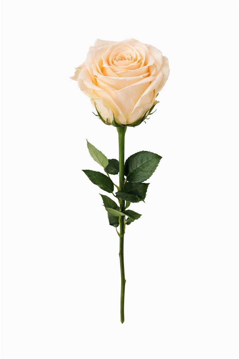 Ro Pres Stem 50cm Champagne