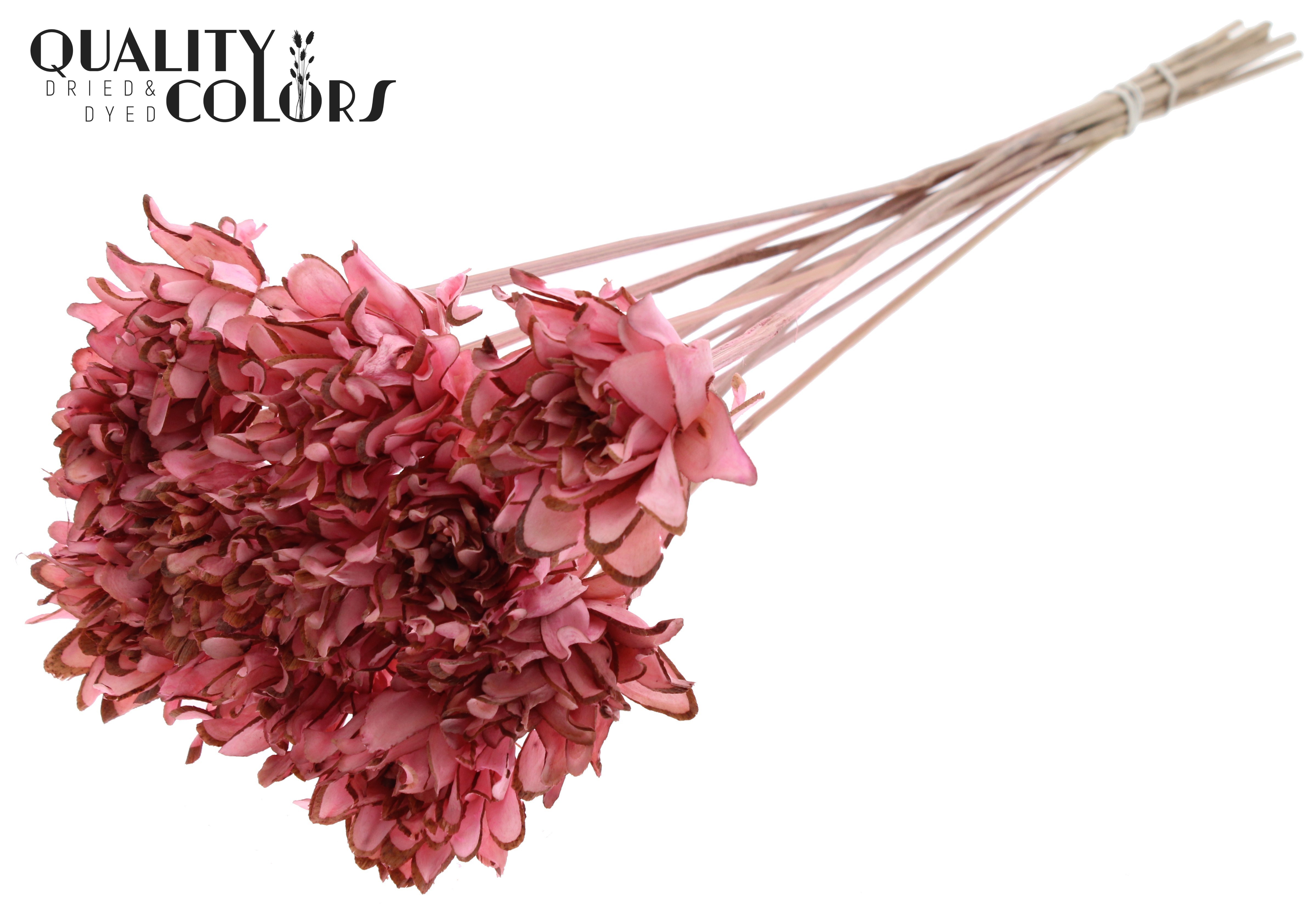 Shola Slice Pine Light Pink 50cm