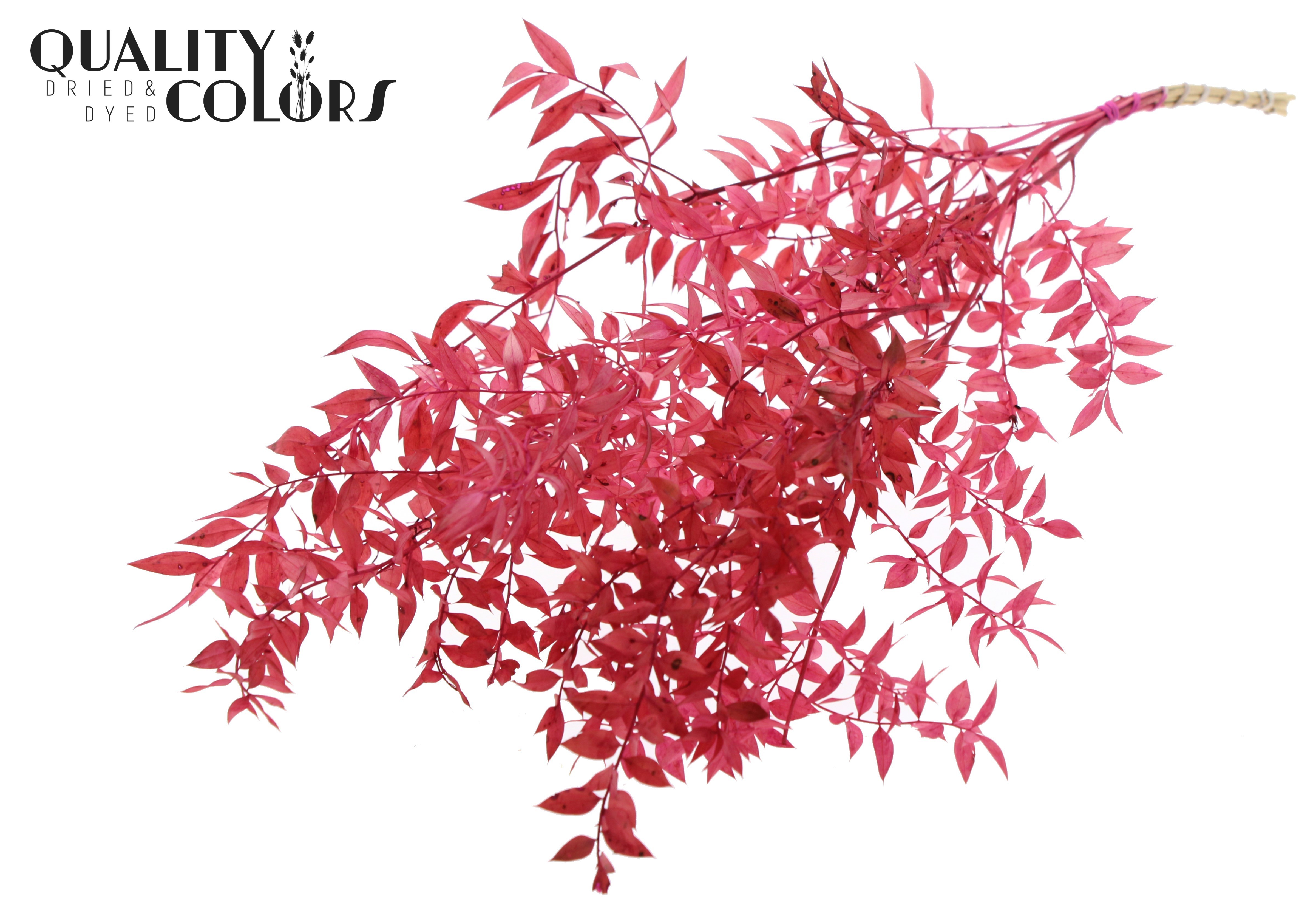 Ruscus Aculeatus Preserved Cerise Per Bunch 70cm 1st