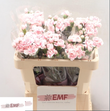 Dianthus Spray Cosmopink 55cm