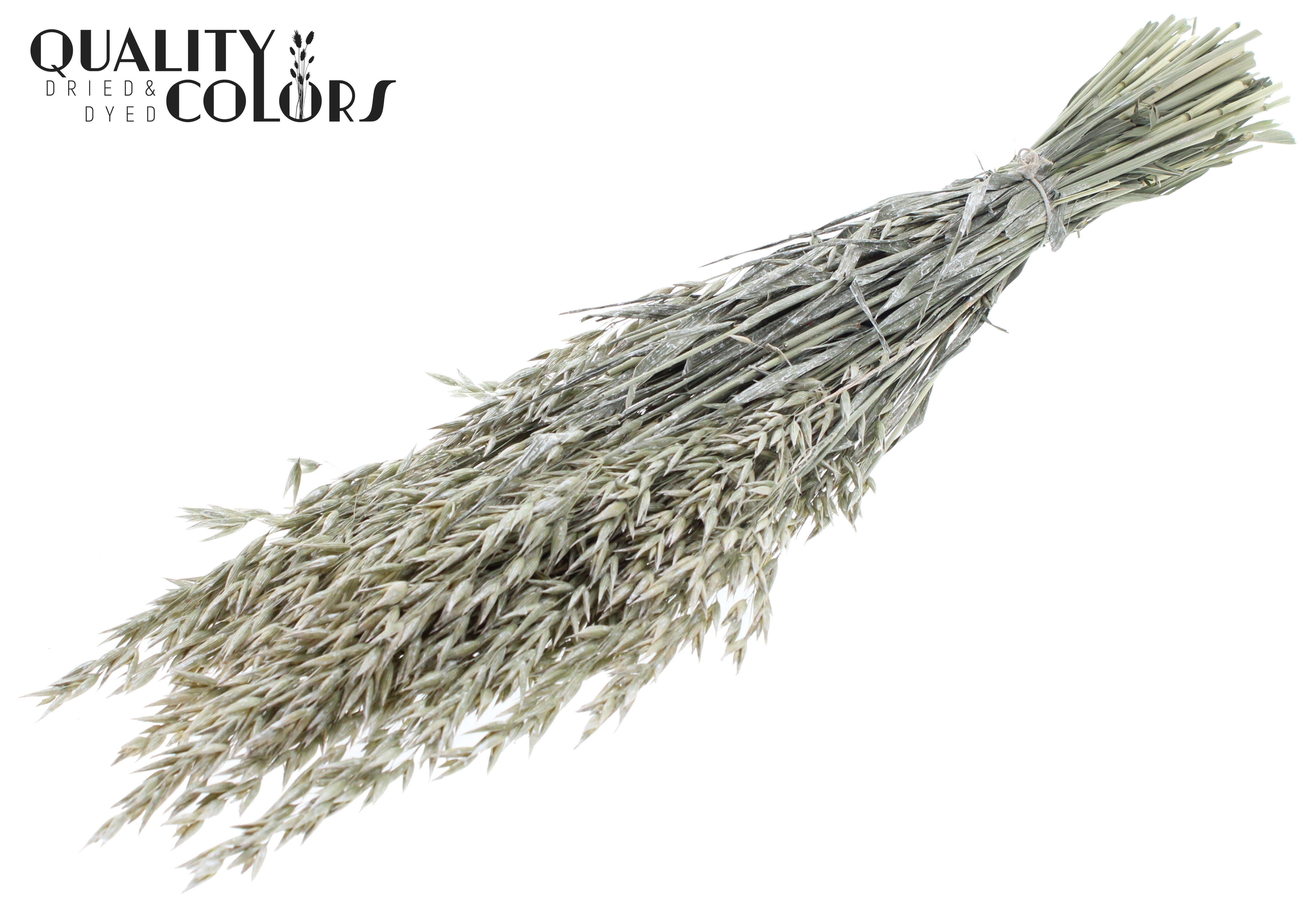 Avena Pearl White Per Bunch 60cm