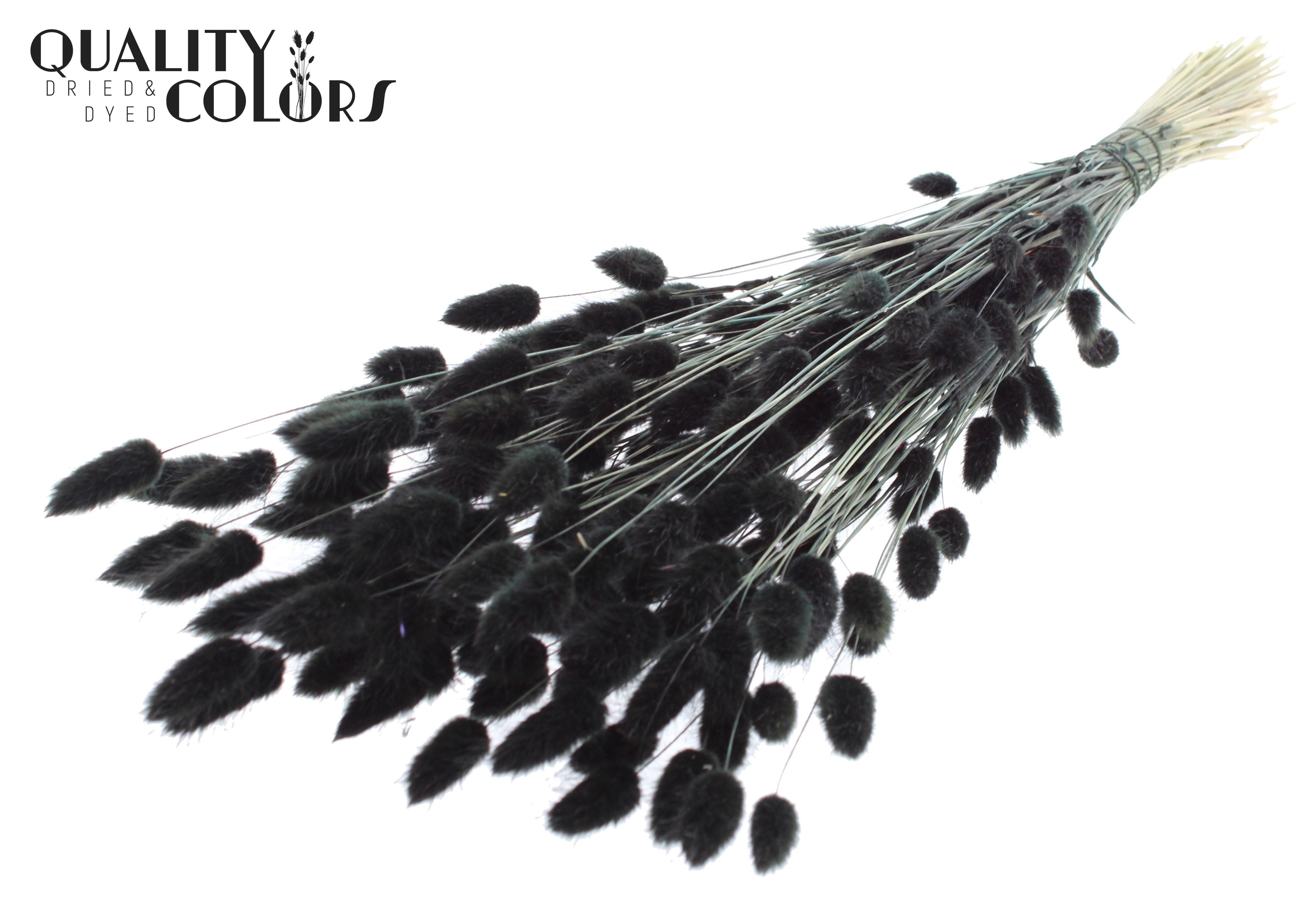 Lagurus Black Per Bunch 70cm