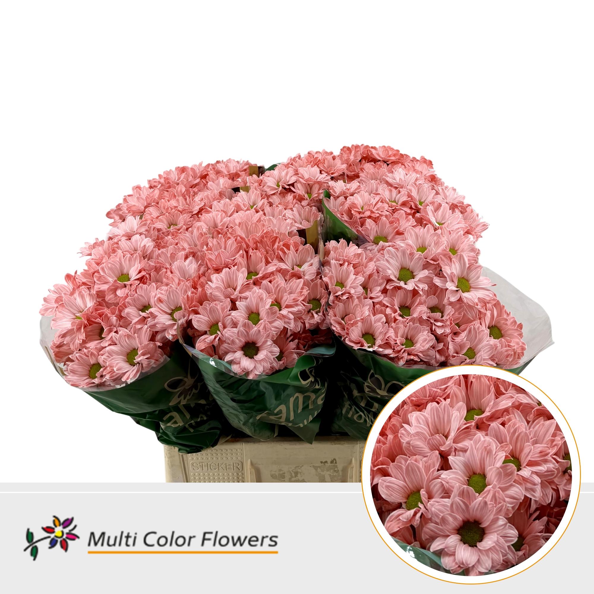 Chrysanth Spray Painted Kennedy Salmon 60cm