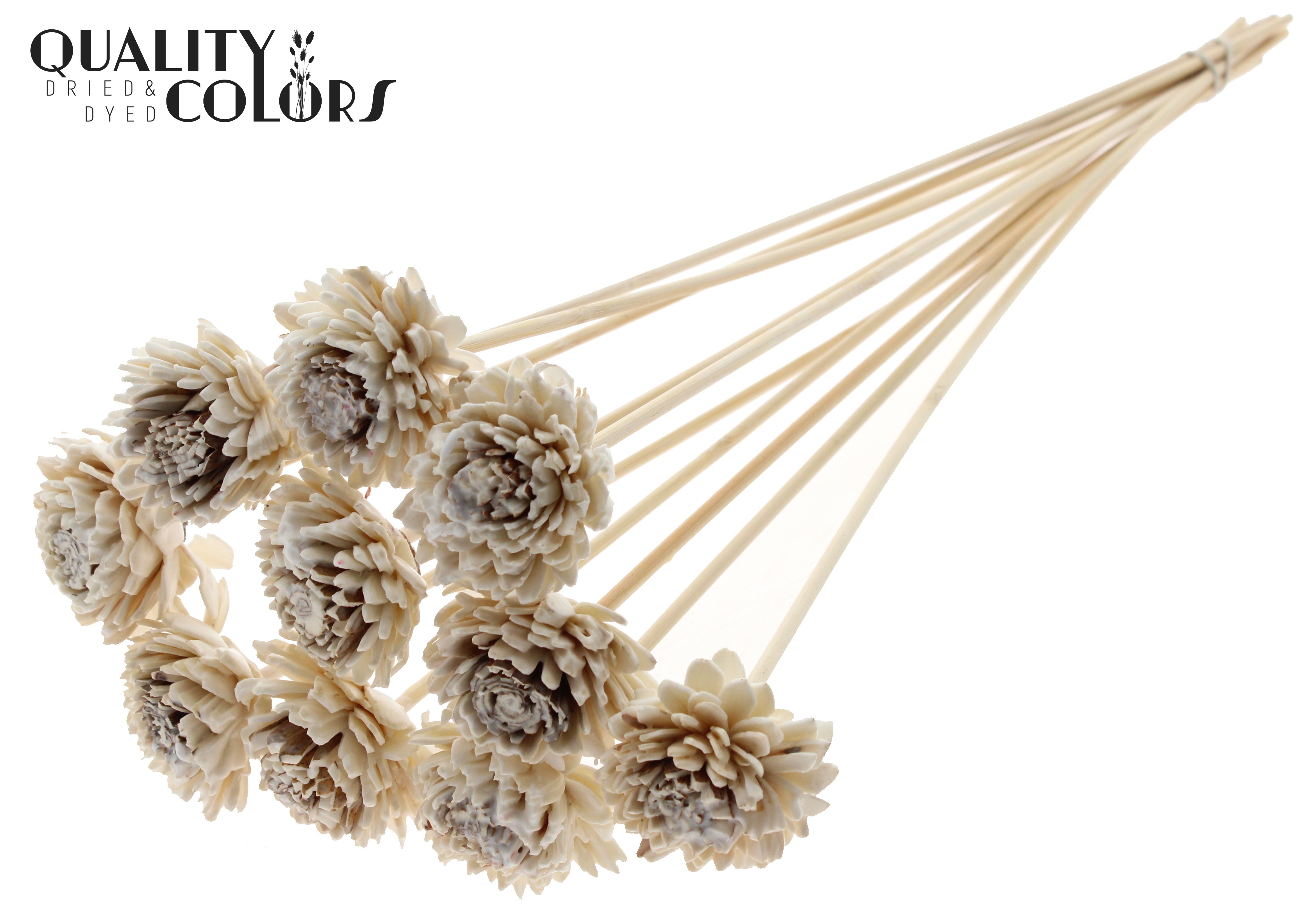 Shola Zinia Wax White 50cm