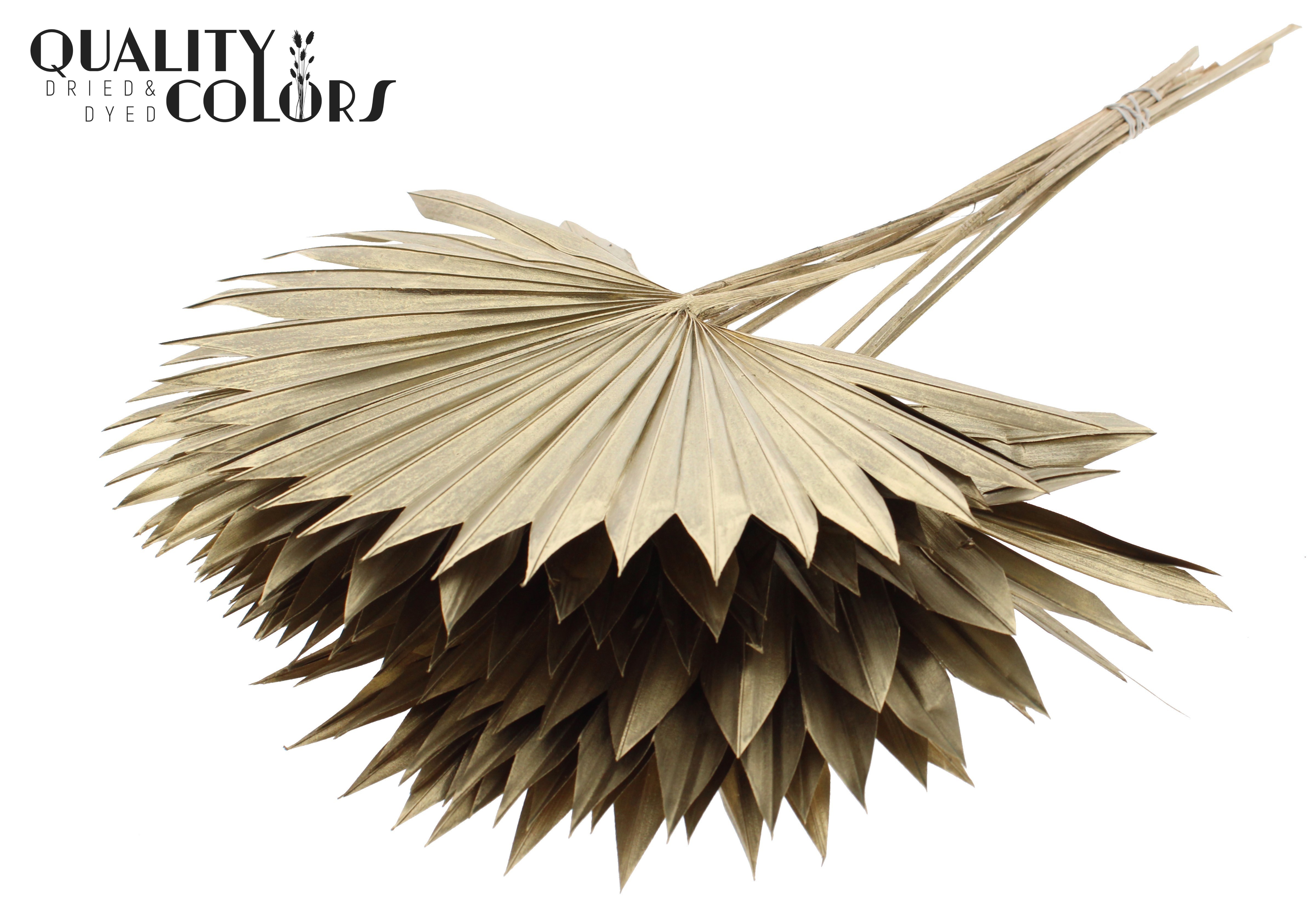 Palm Spear Antique Gold 50cm