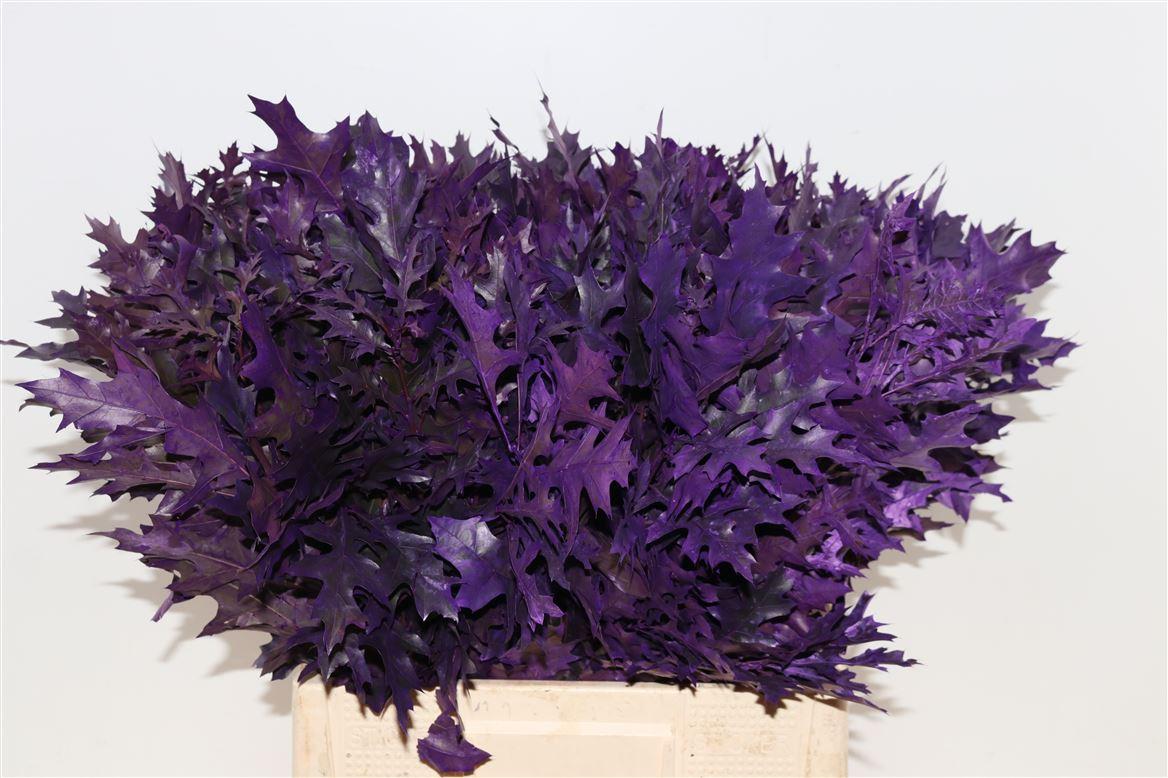 Quercus Palustris Aubergine