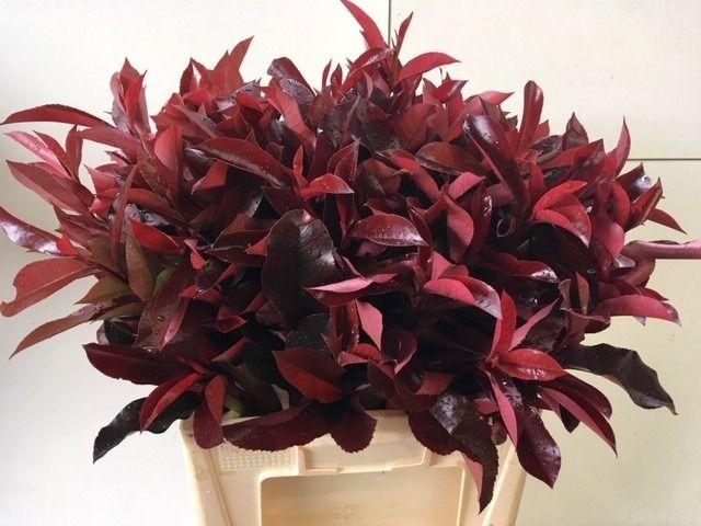 Photinia X Fraseri Red Robin 60cm