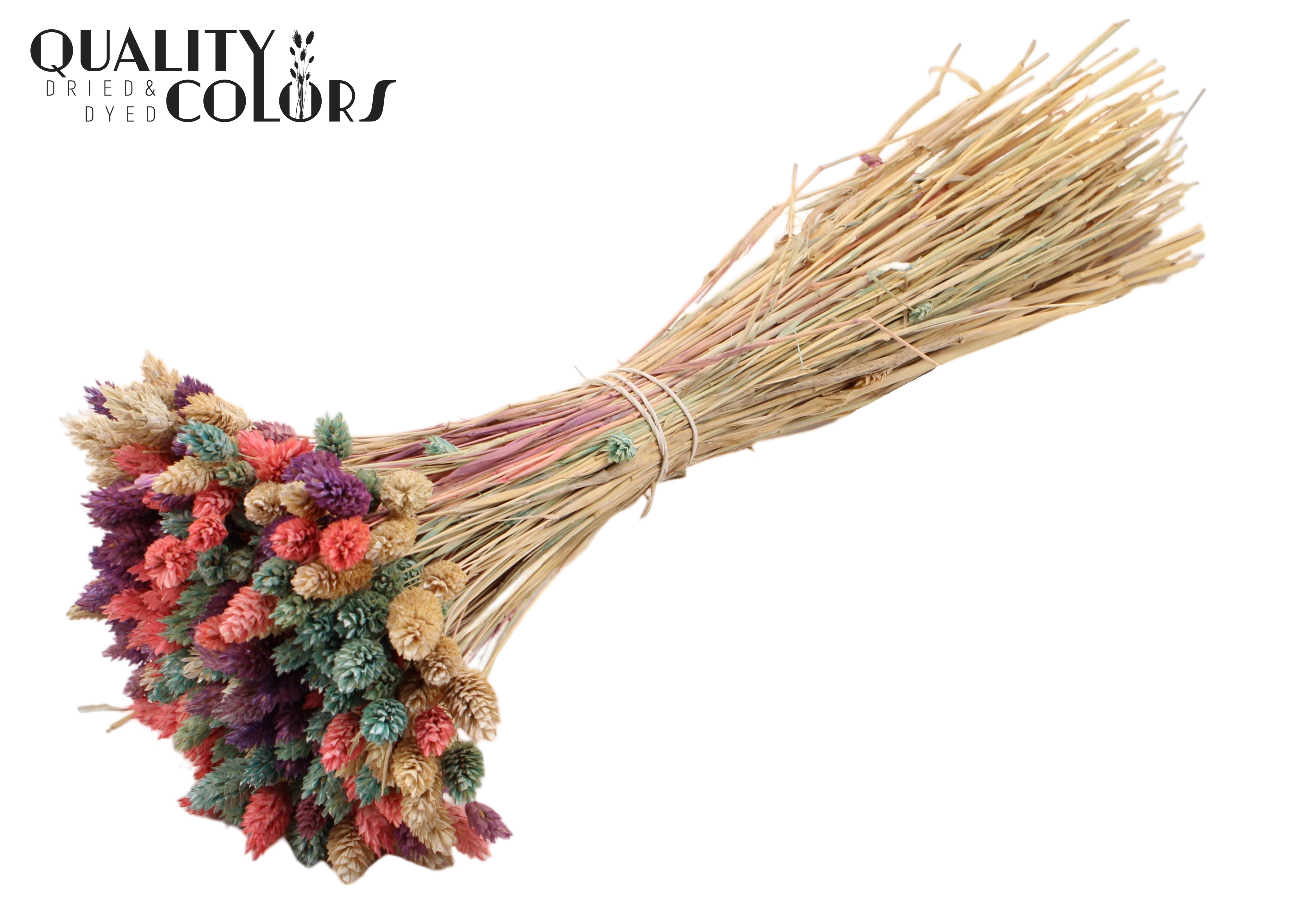 Phalaris Mix Per Bunch 45cm 150gr.