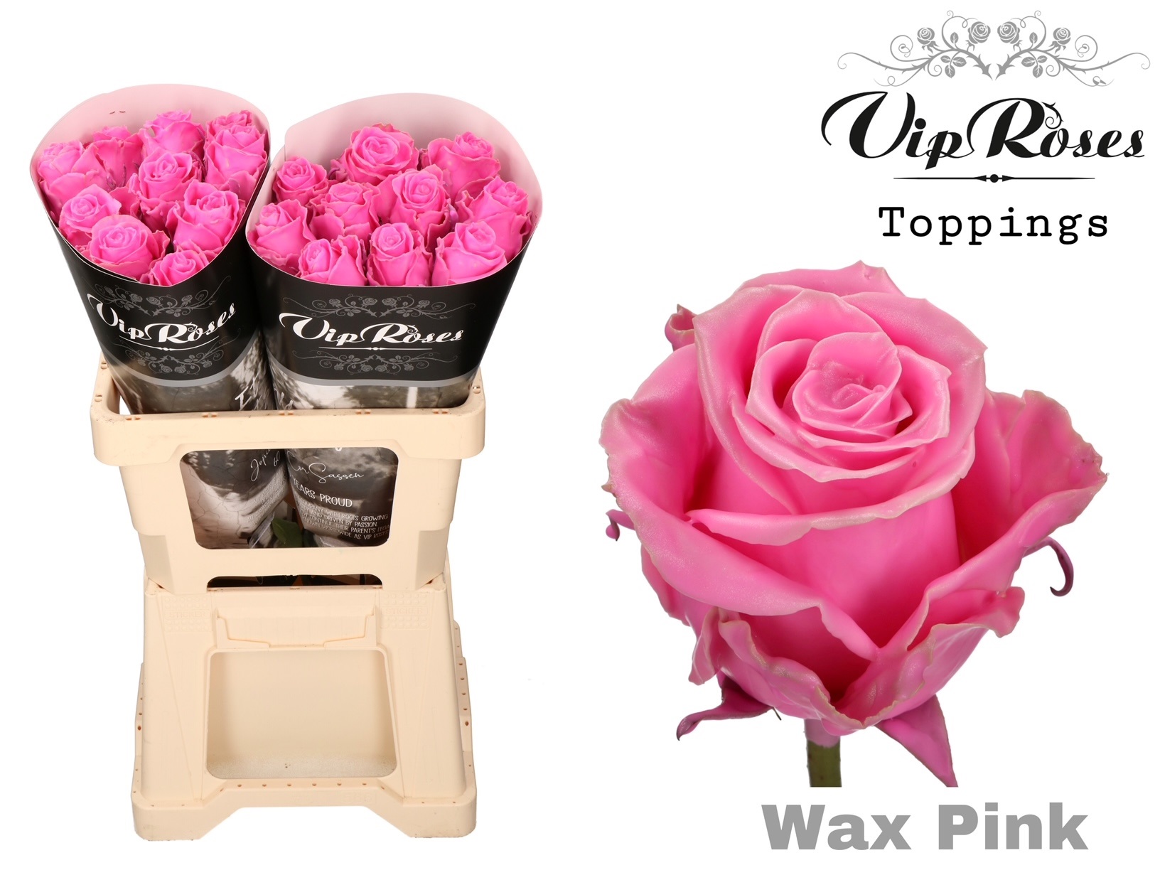 Rosa Waxed 60cm