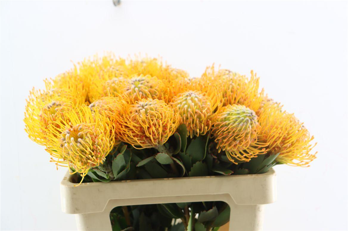 Leucos Soleil