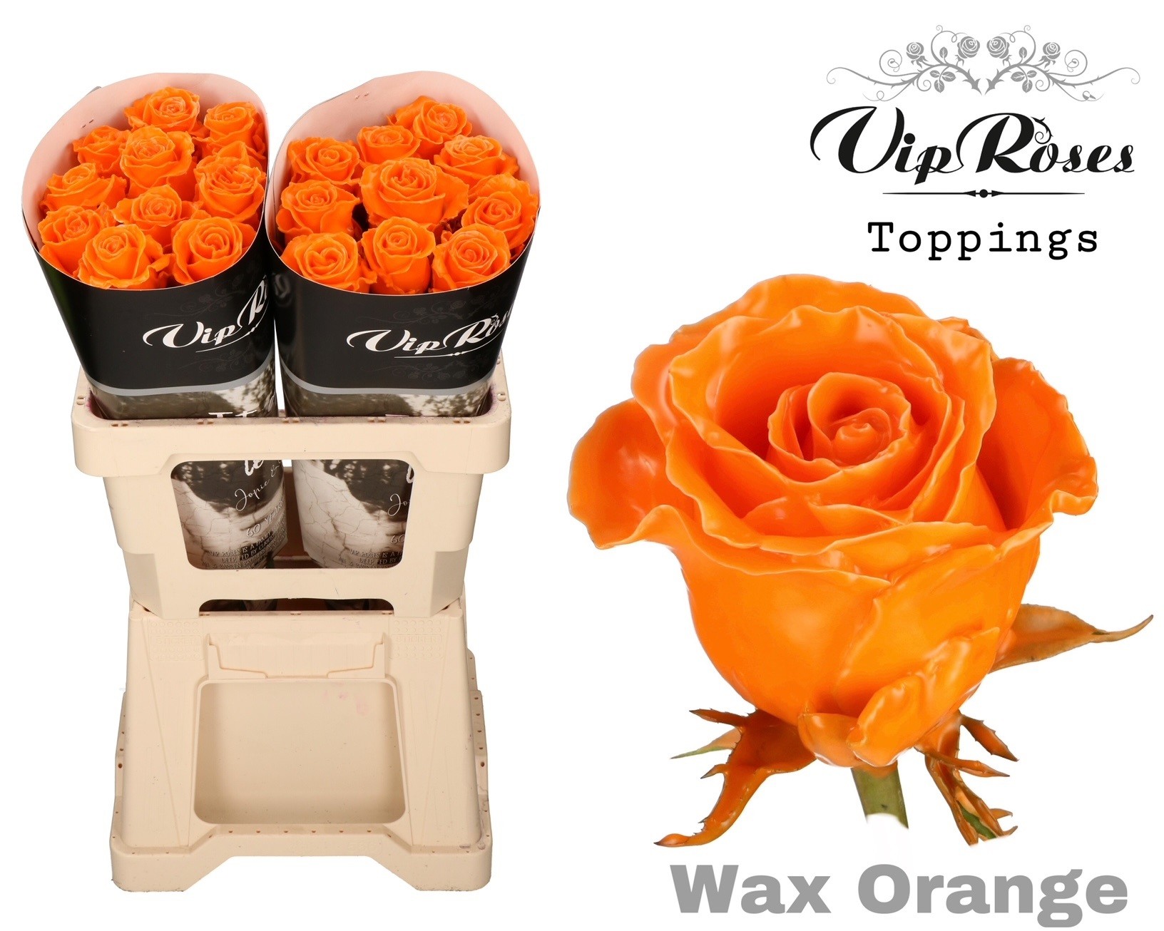 Rosa Waxed 60cm