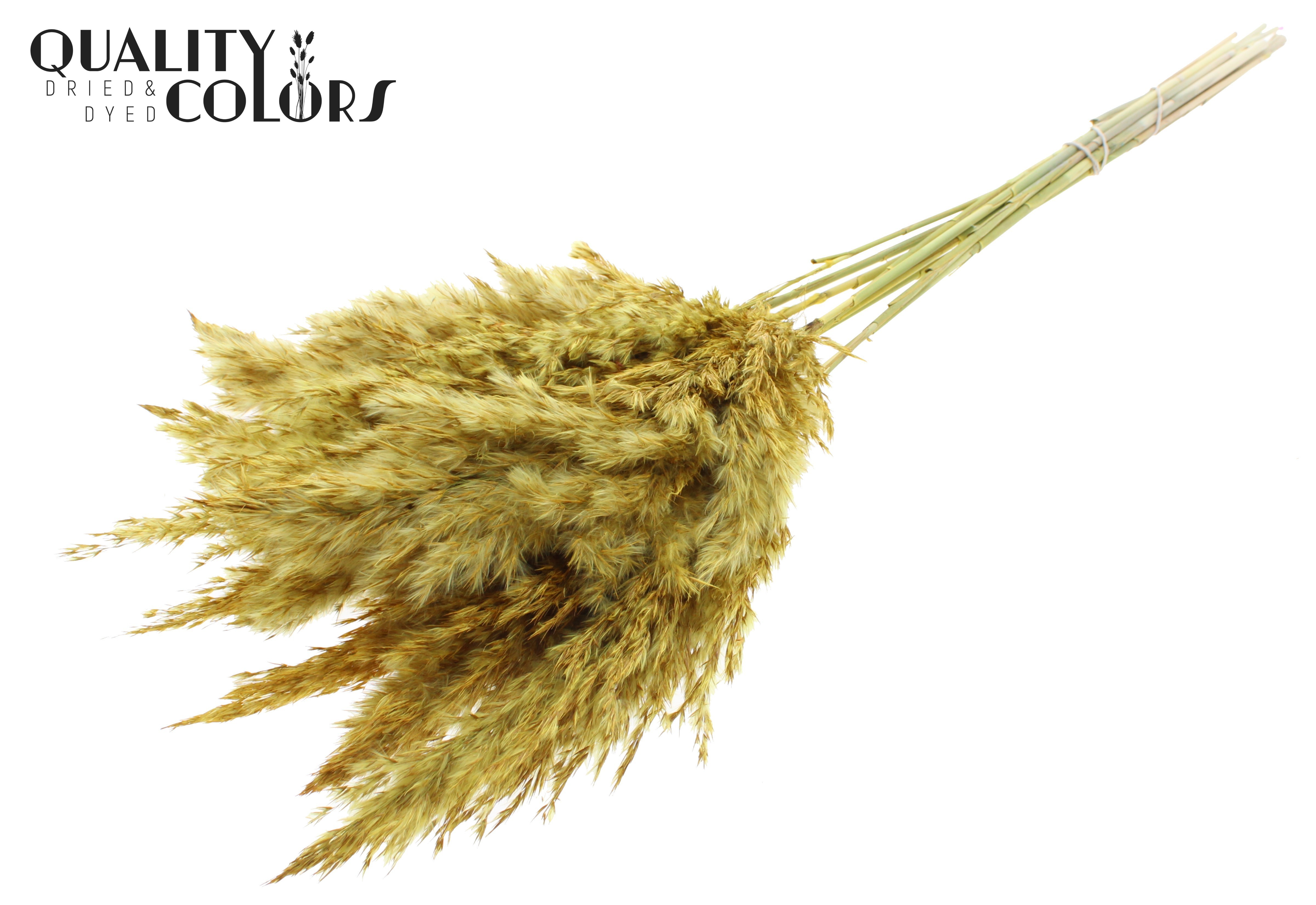 Pampas Grass Yellow Per Bunch 70cm