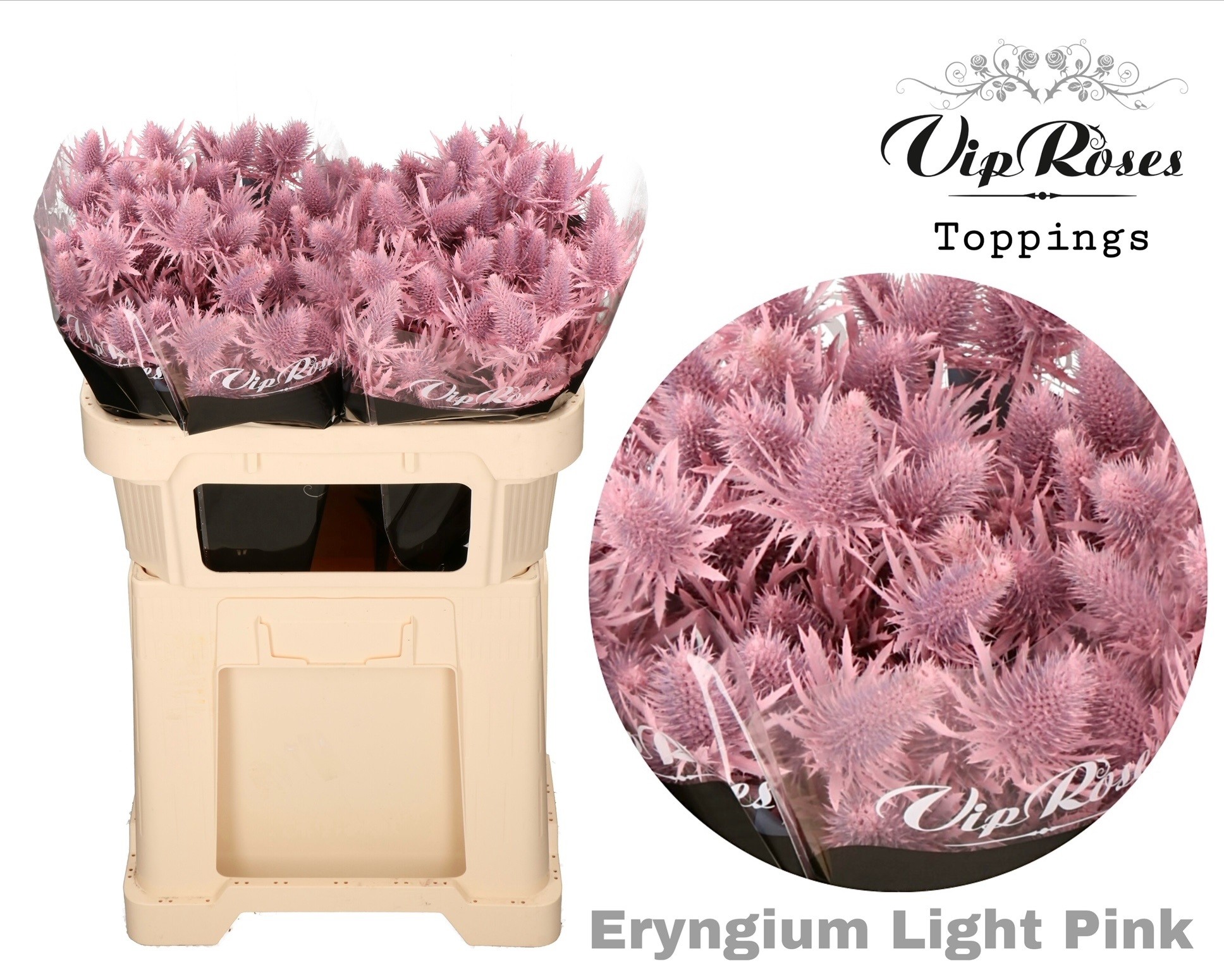 Eryngium Supernova Light Pink 60cm