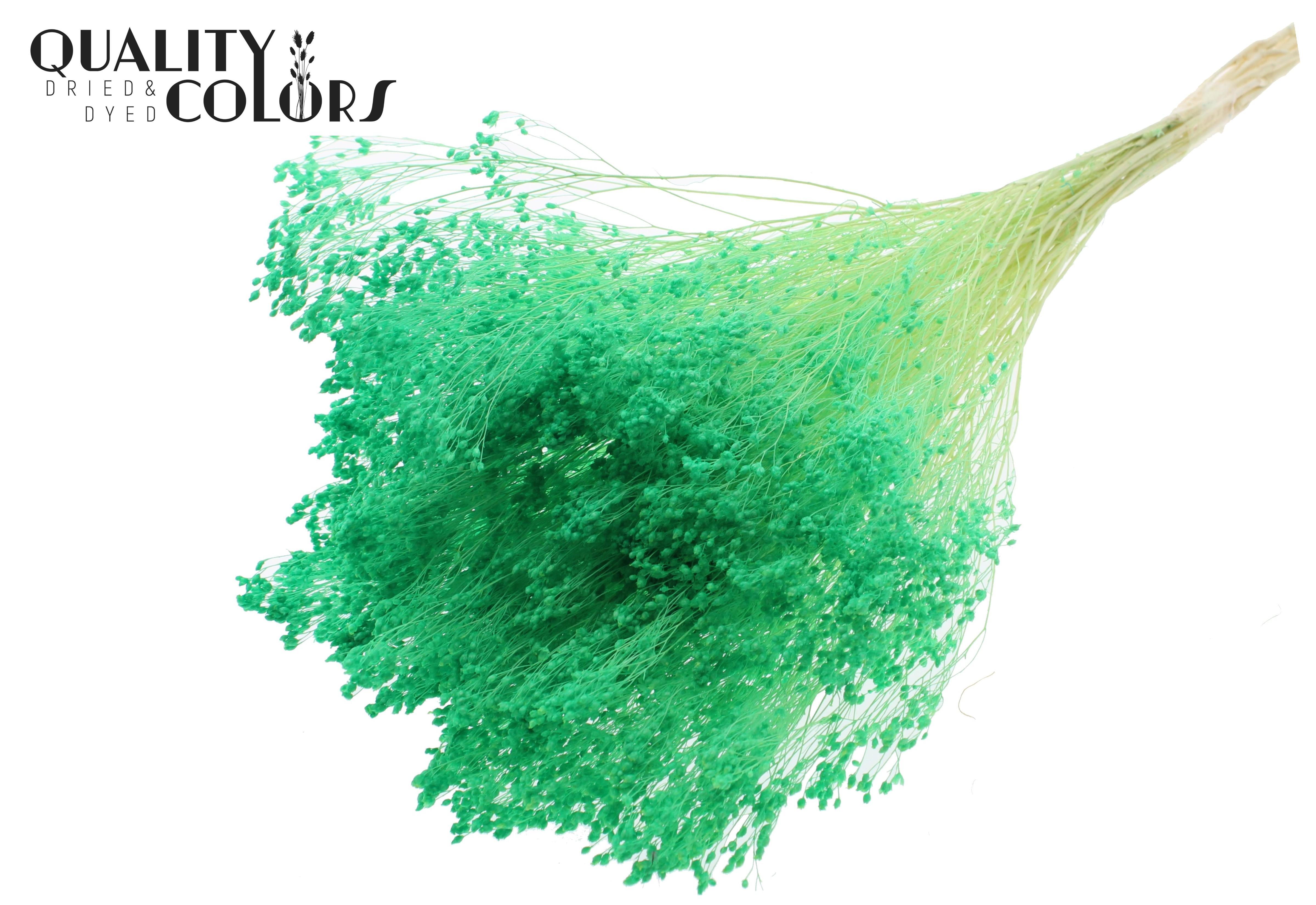 Broom Bloom Light Green Per Bunch 50cm