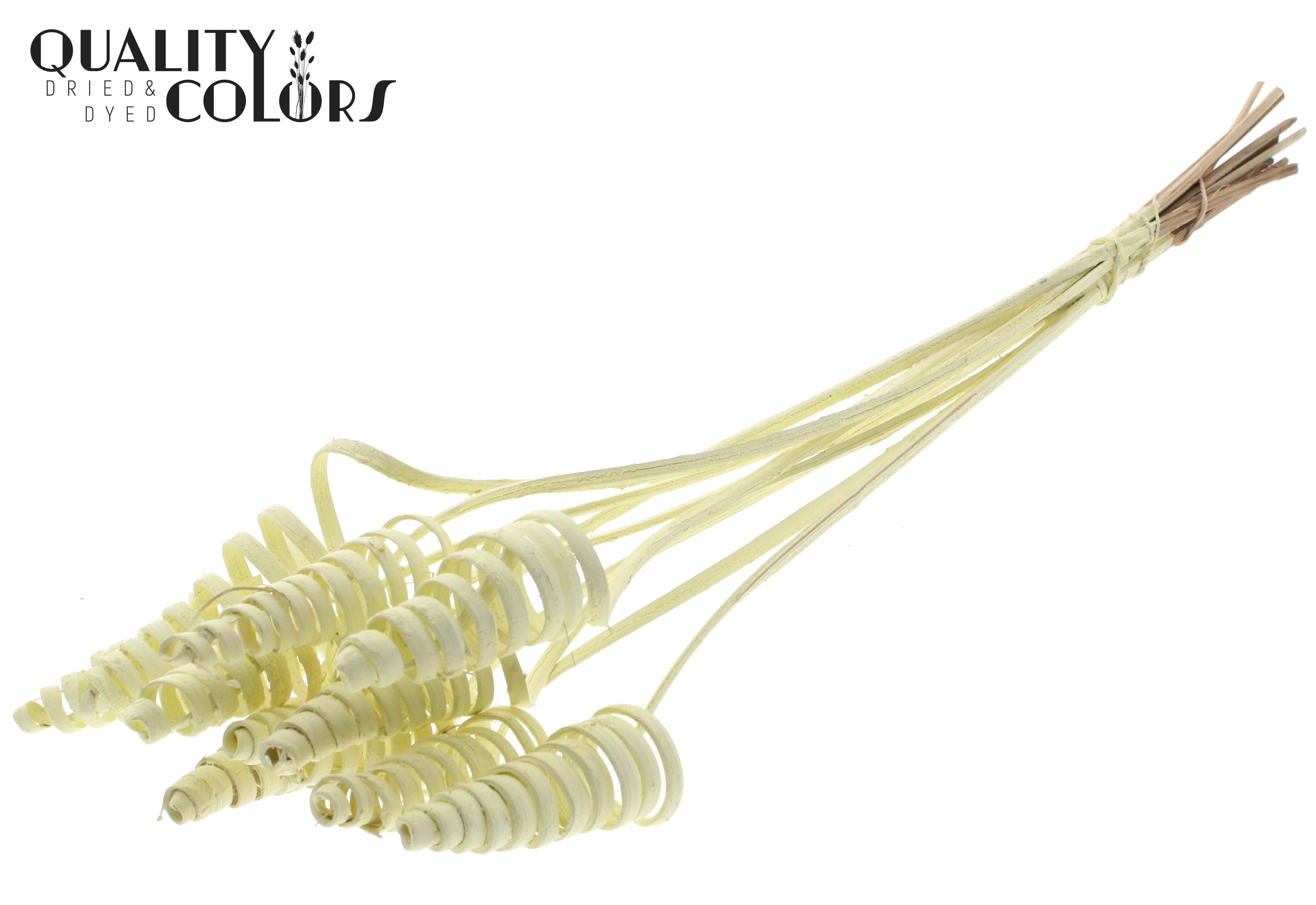 Cane Cone Cream 50cm