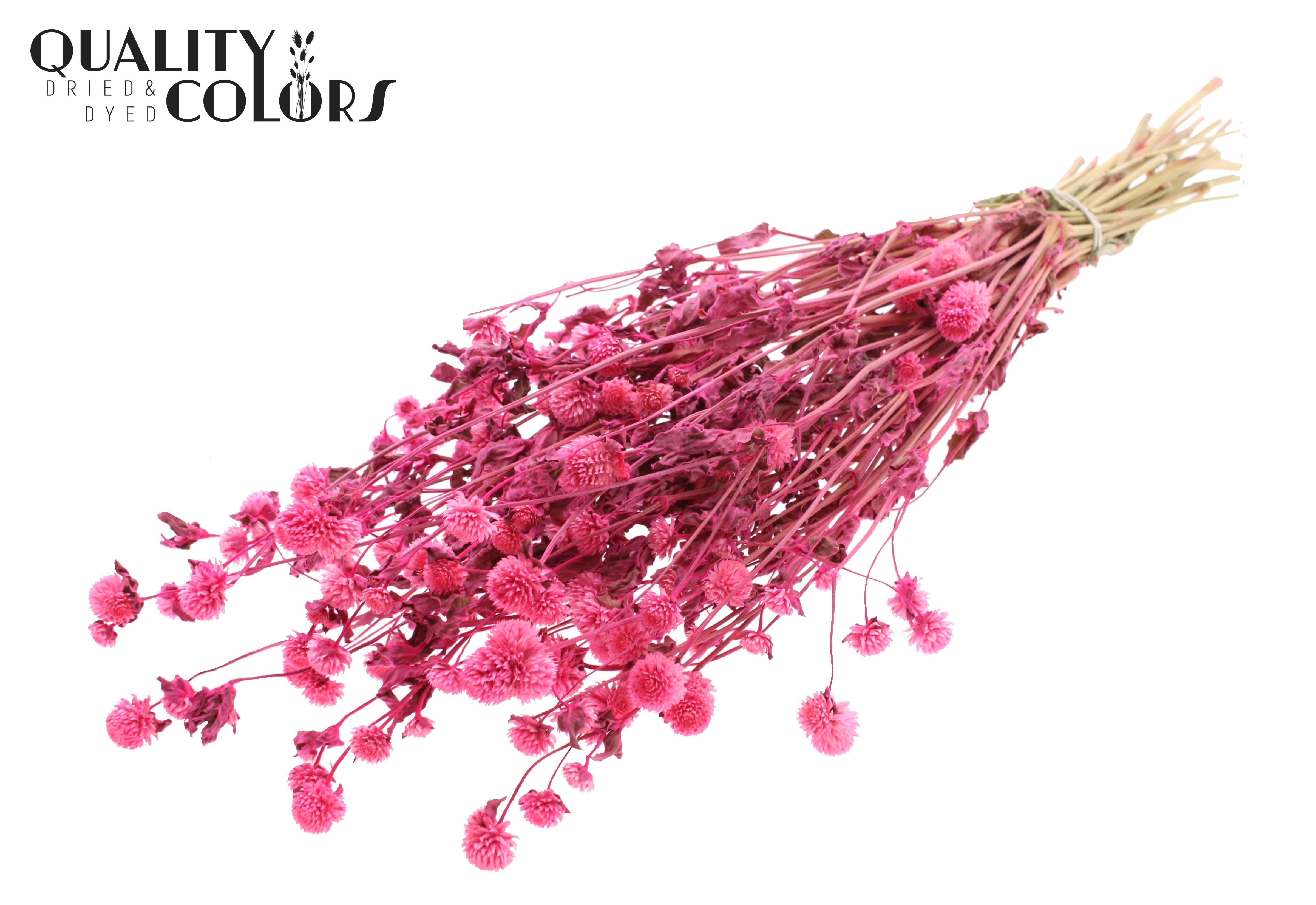 Gomphrena Globosa Cerise Per Bunch 60cm
