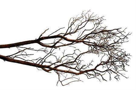 Manzanita 120cm
