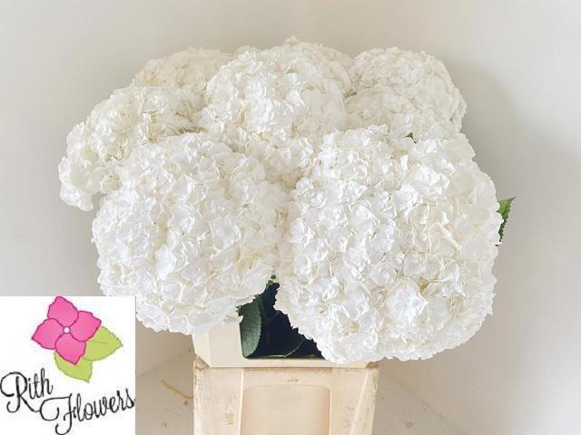Hydrangea Royal Highness 80cm 23-25cm Hd