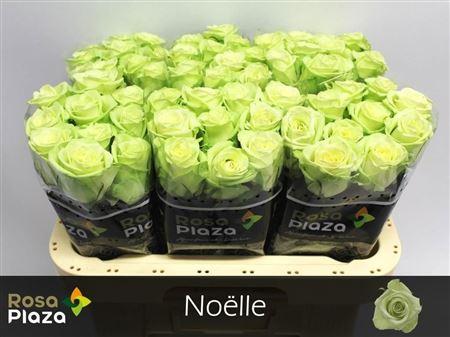 R Gr Noelle!