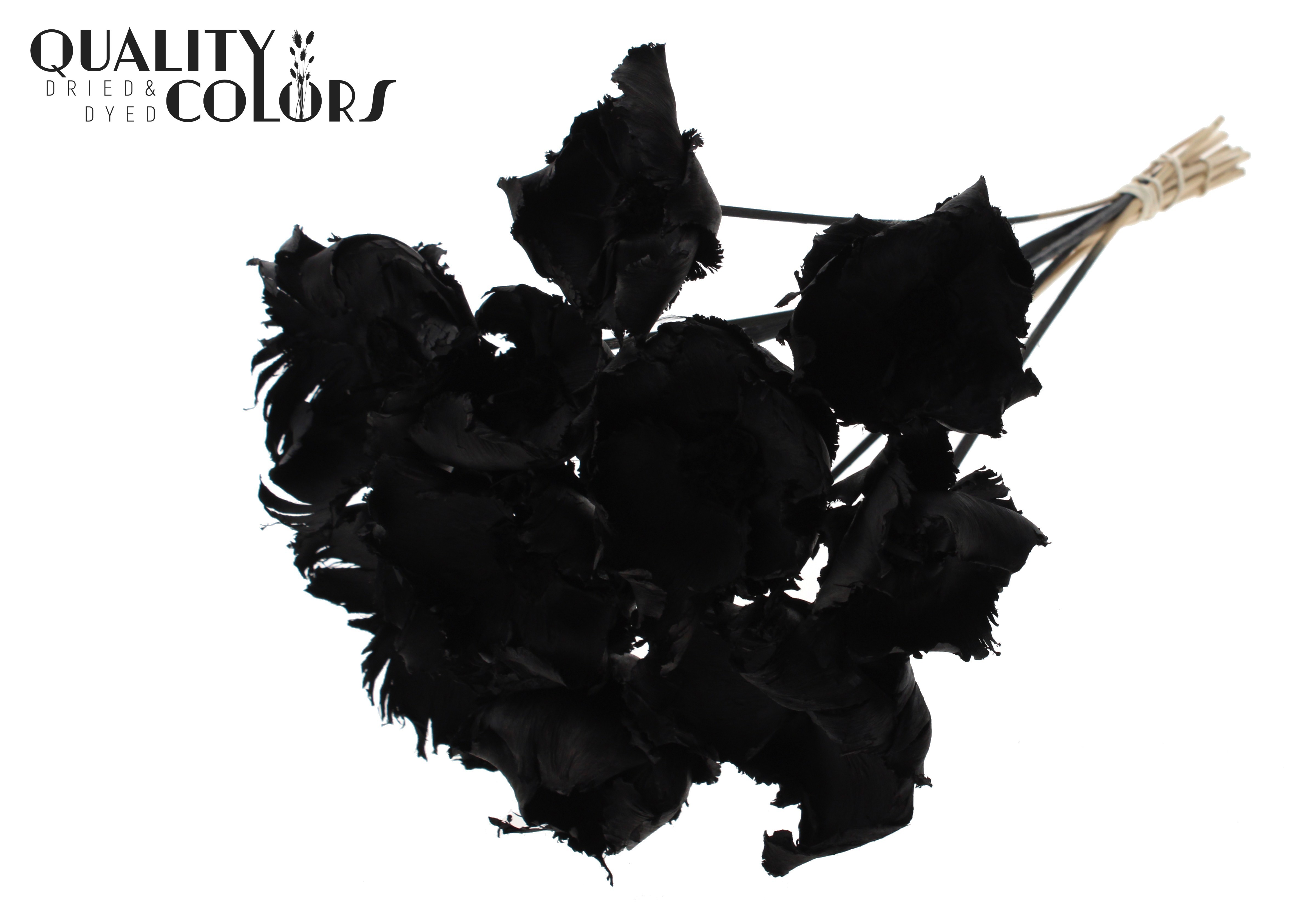 Palm Cup Intense Black 50cm
