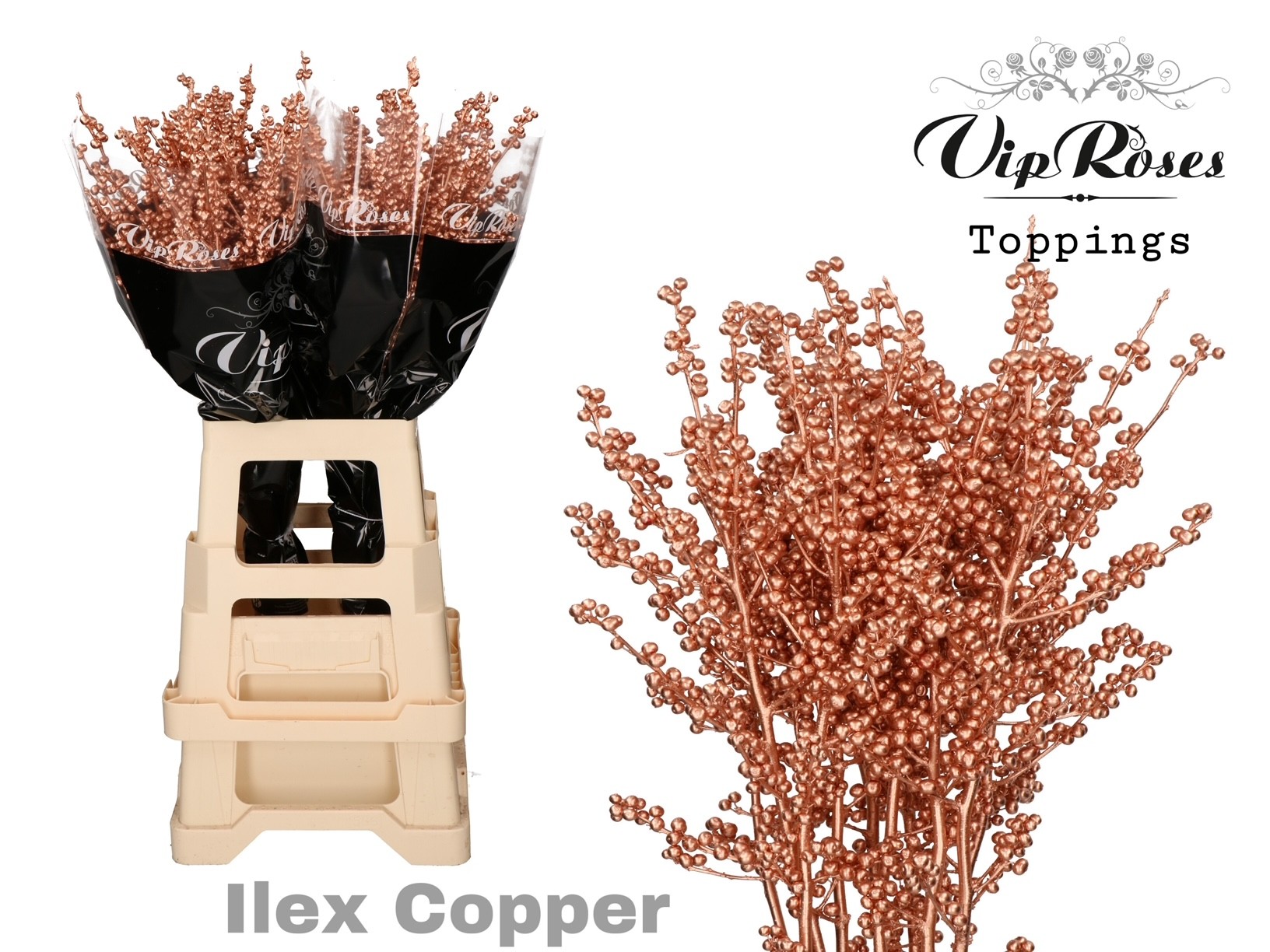 Ilex Dyed Frosty 70cm