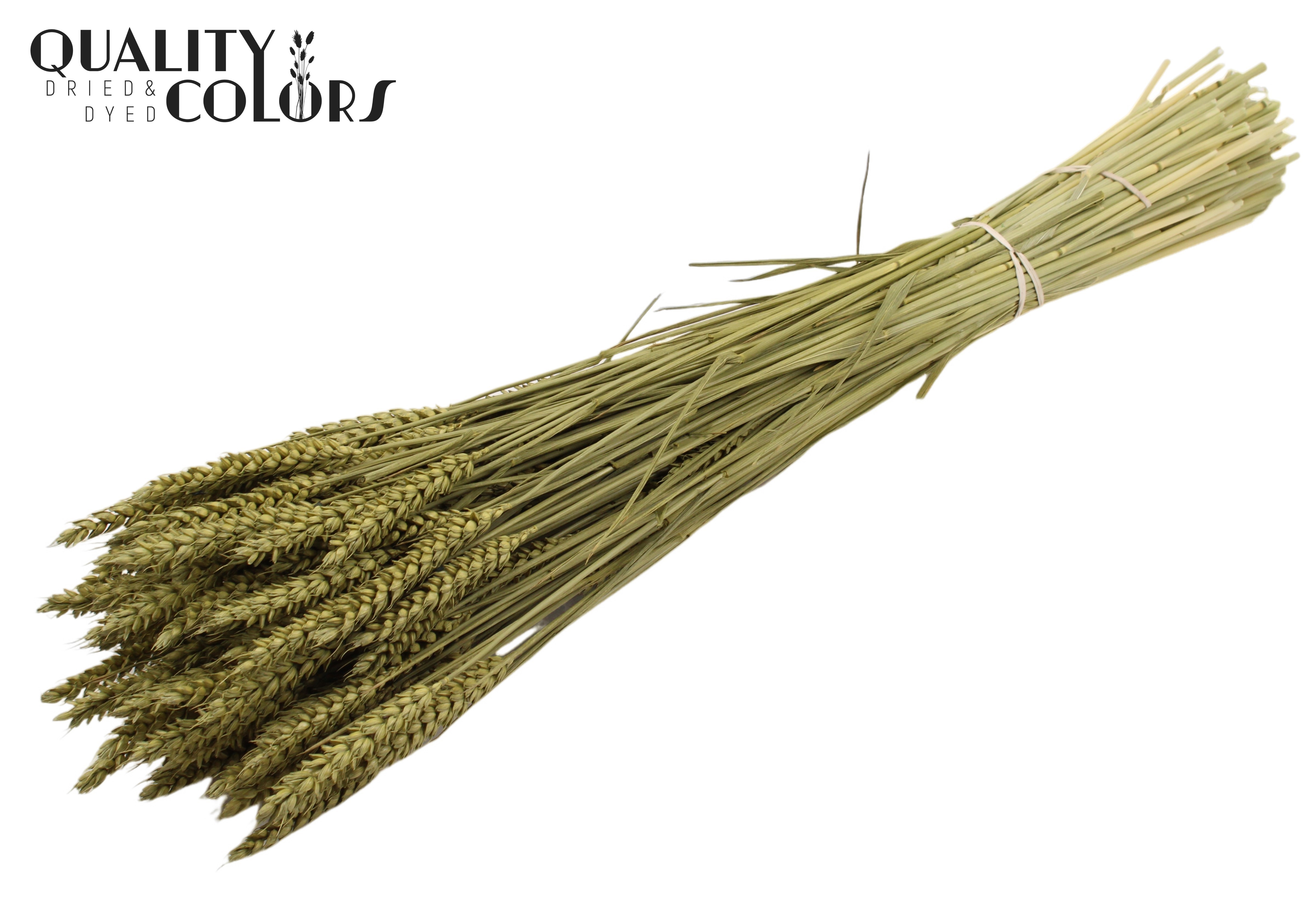 Triticum Olive Per Bunch 60cm