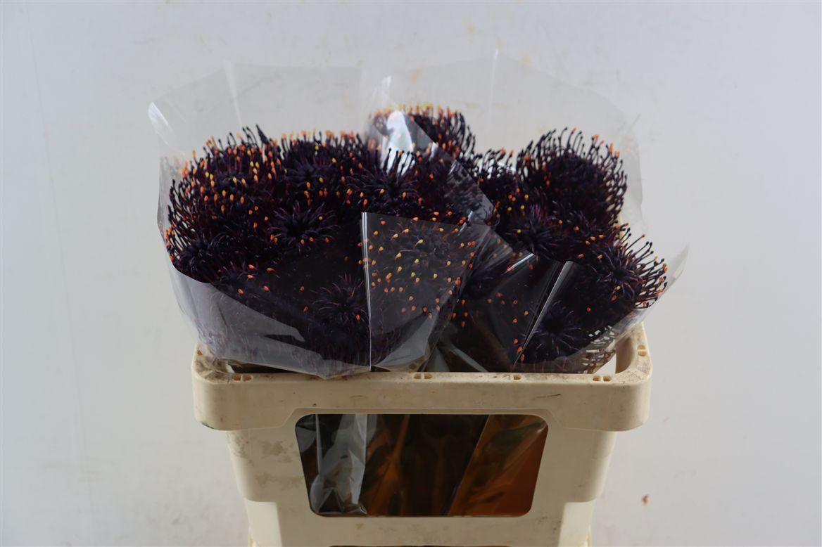 Leuco Klbh Dark Lilac