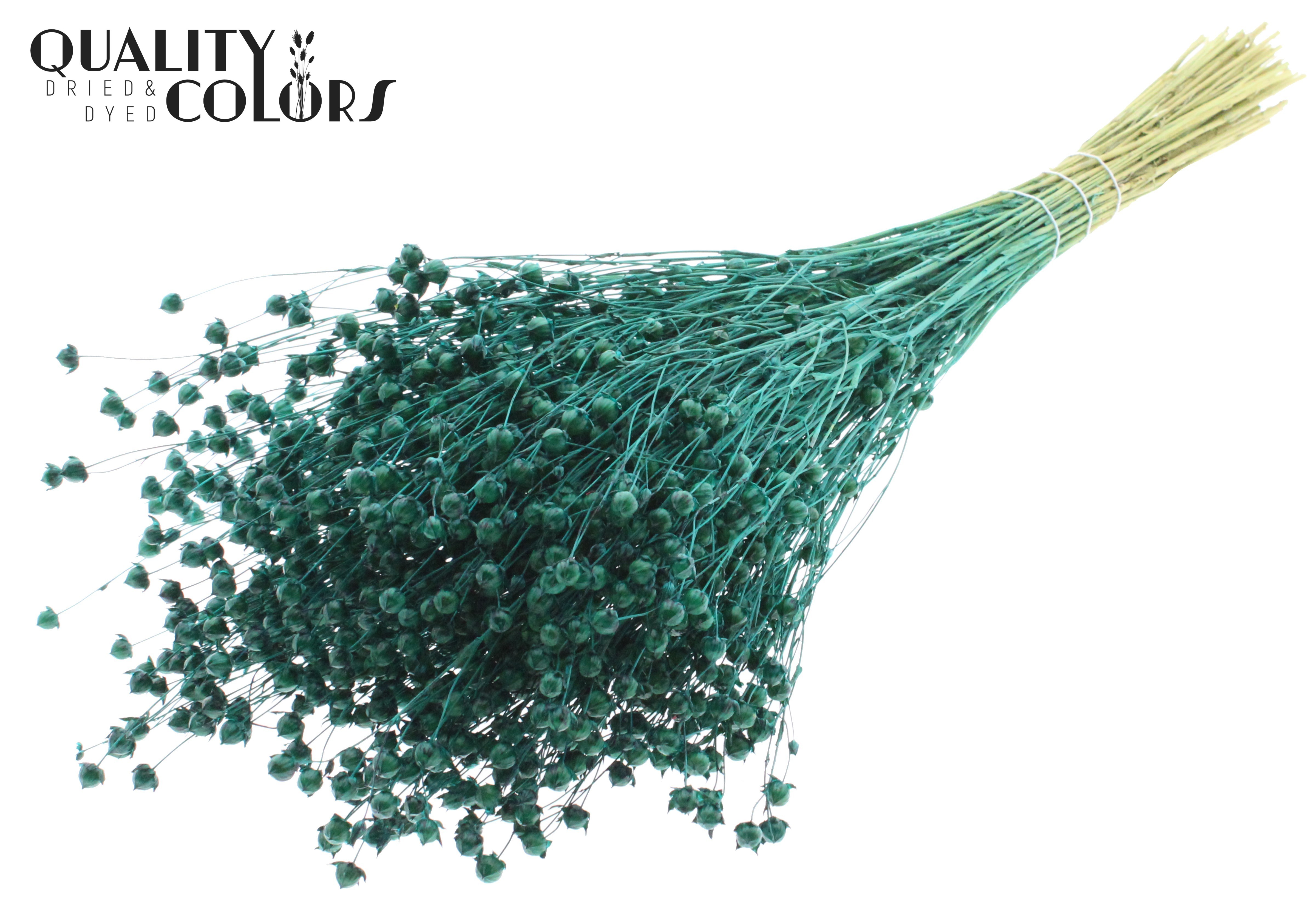 Lino Flax Turquoise Per Bunch 50cm