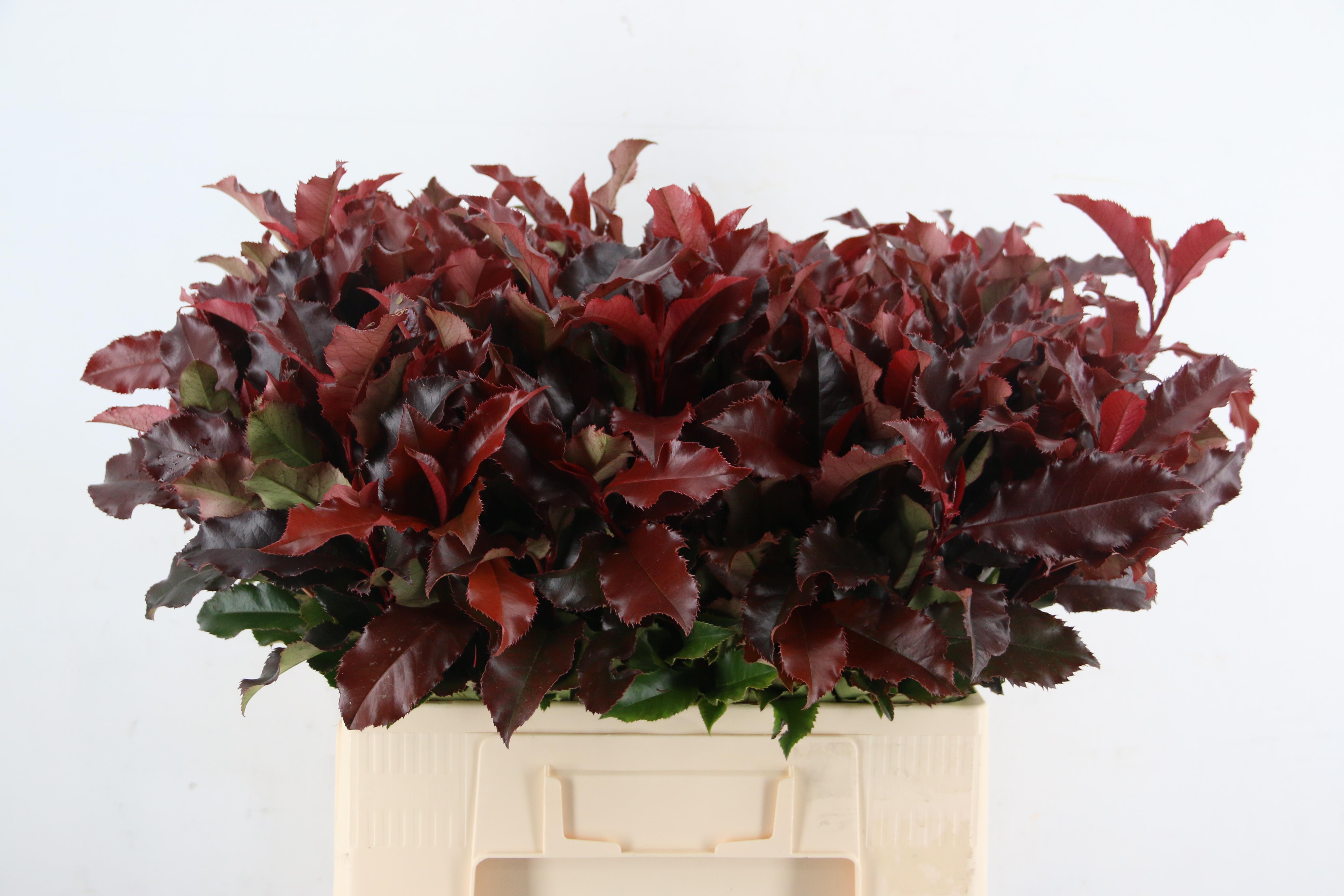 Photinia Mag Volcano 60cm