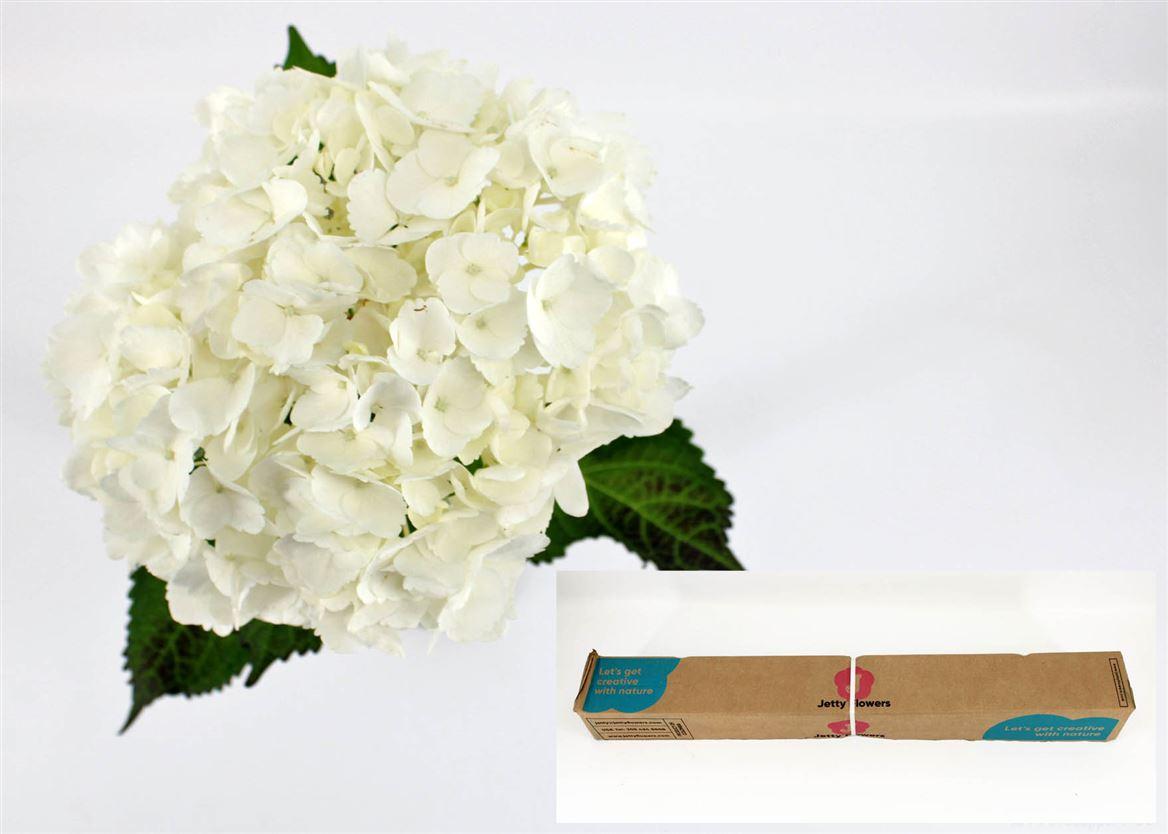 Hydr M Therese In Box X12