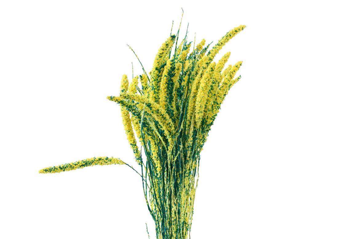 Dried Artz Setaria Van Gogh Bunch