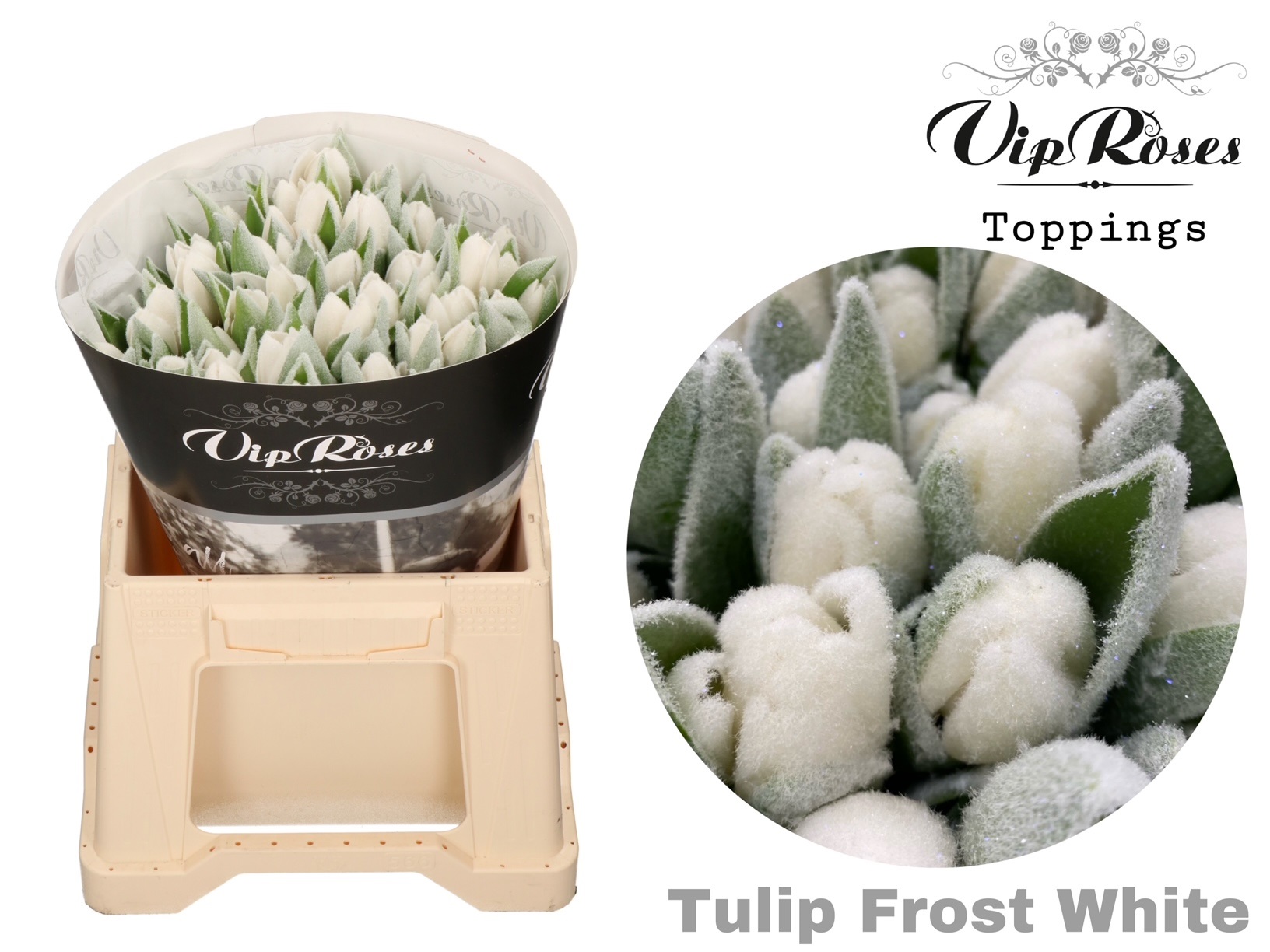 Tulipa En Vip Frost White 40cm 38gram
