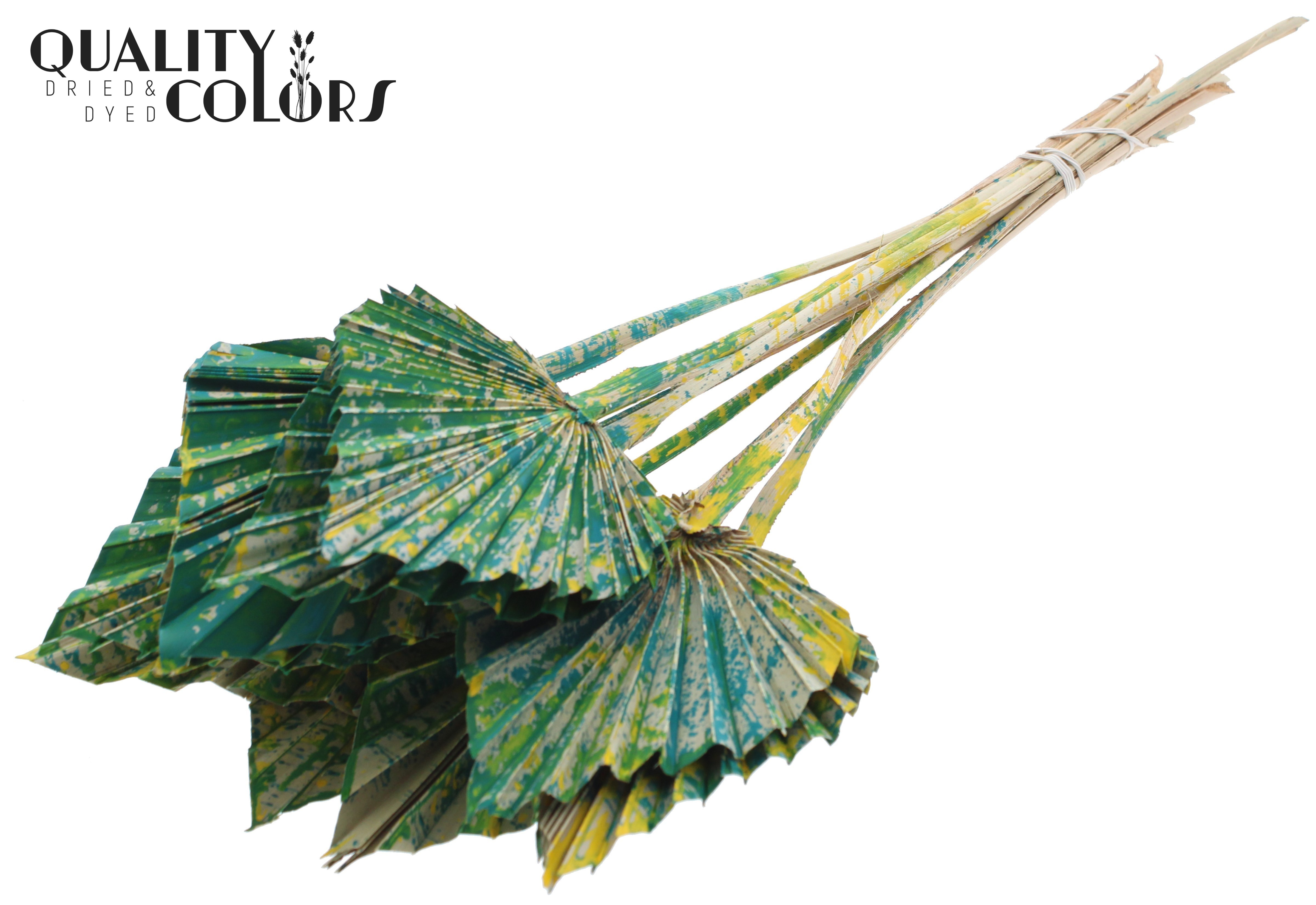 Palm Spear Green 50cm