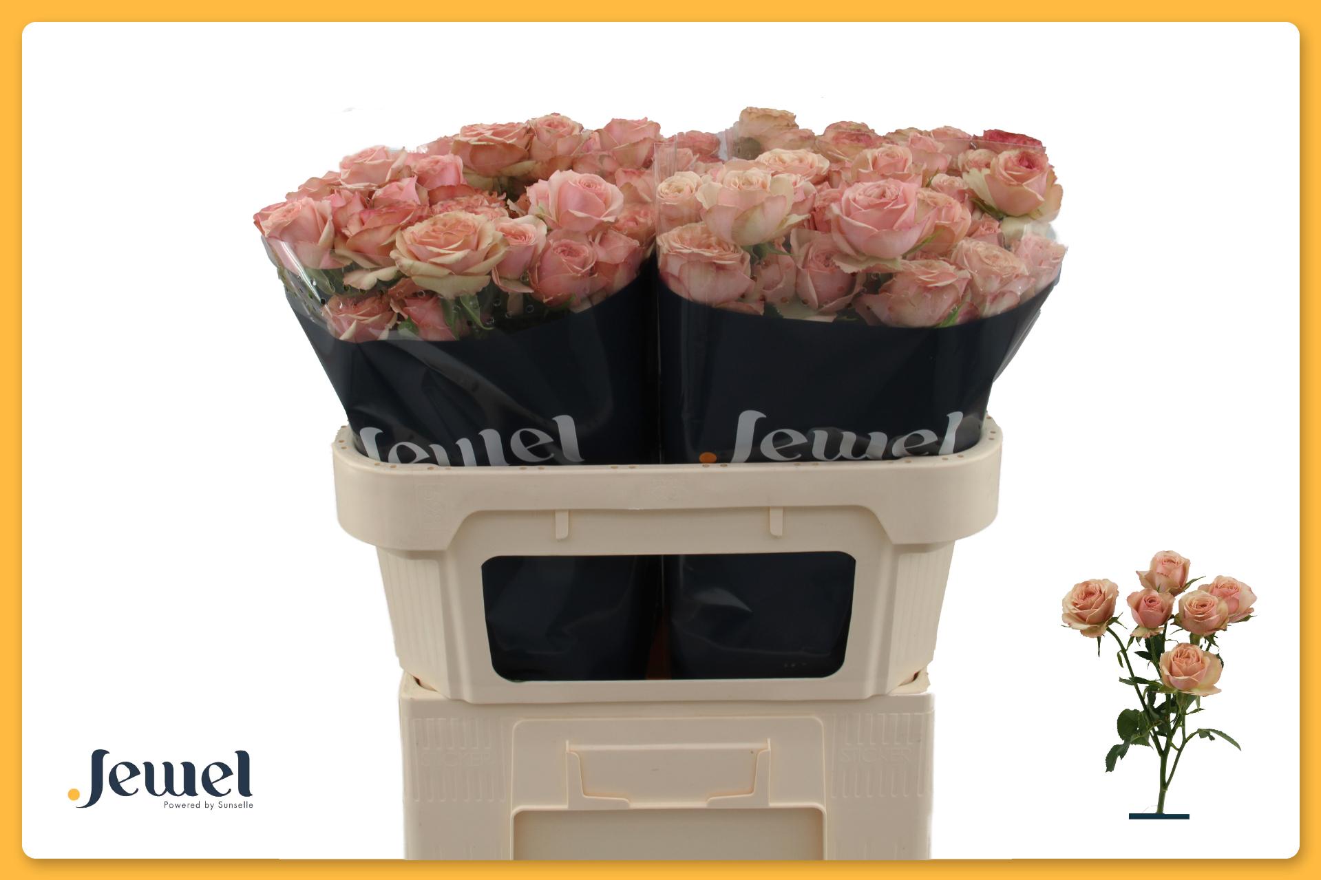 Rosa Spr Destini 70cm