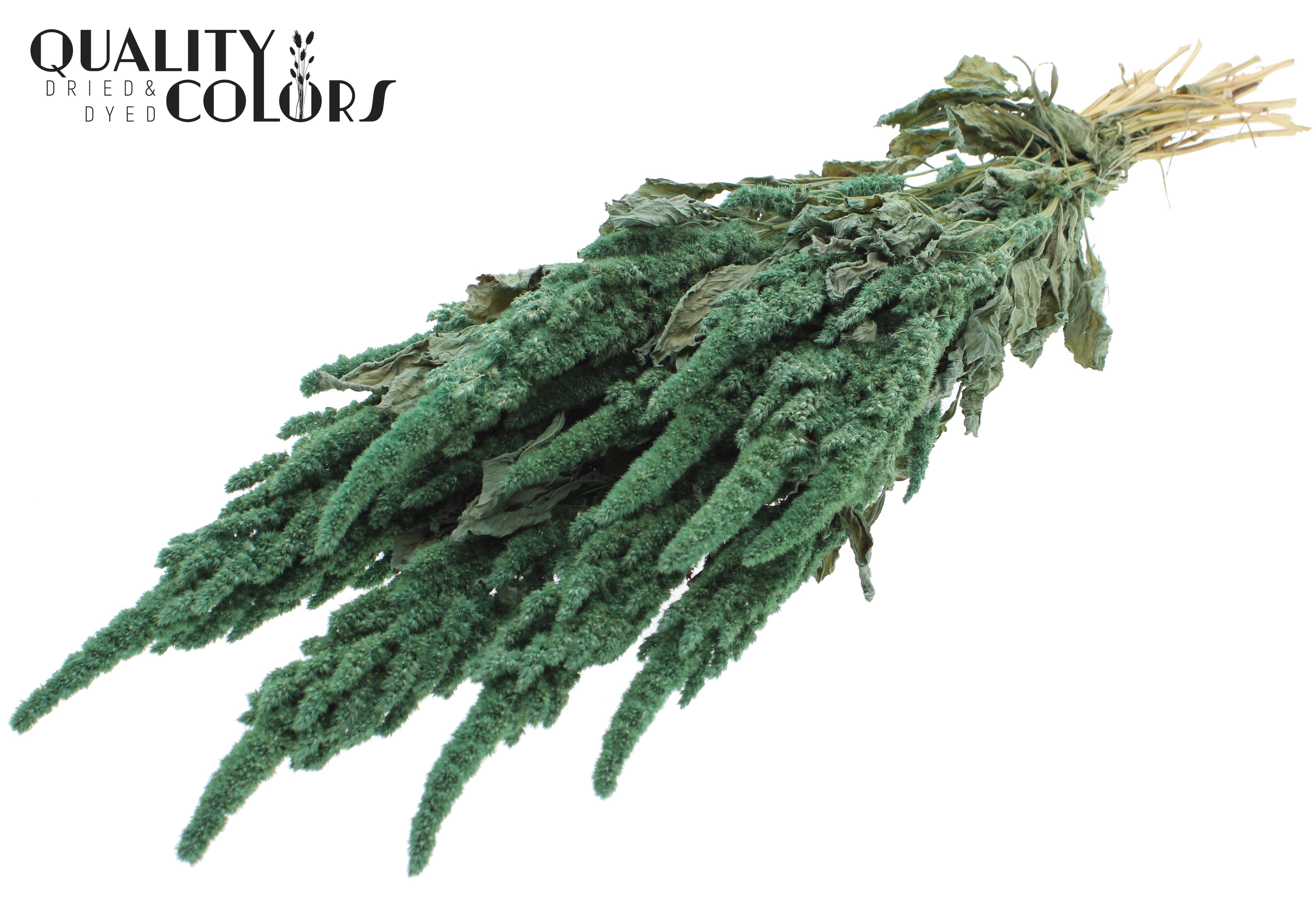 Amaranthus Frosted Mint Per Bunch 60cm