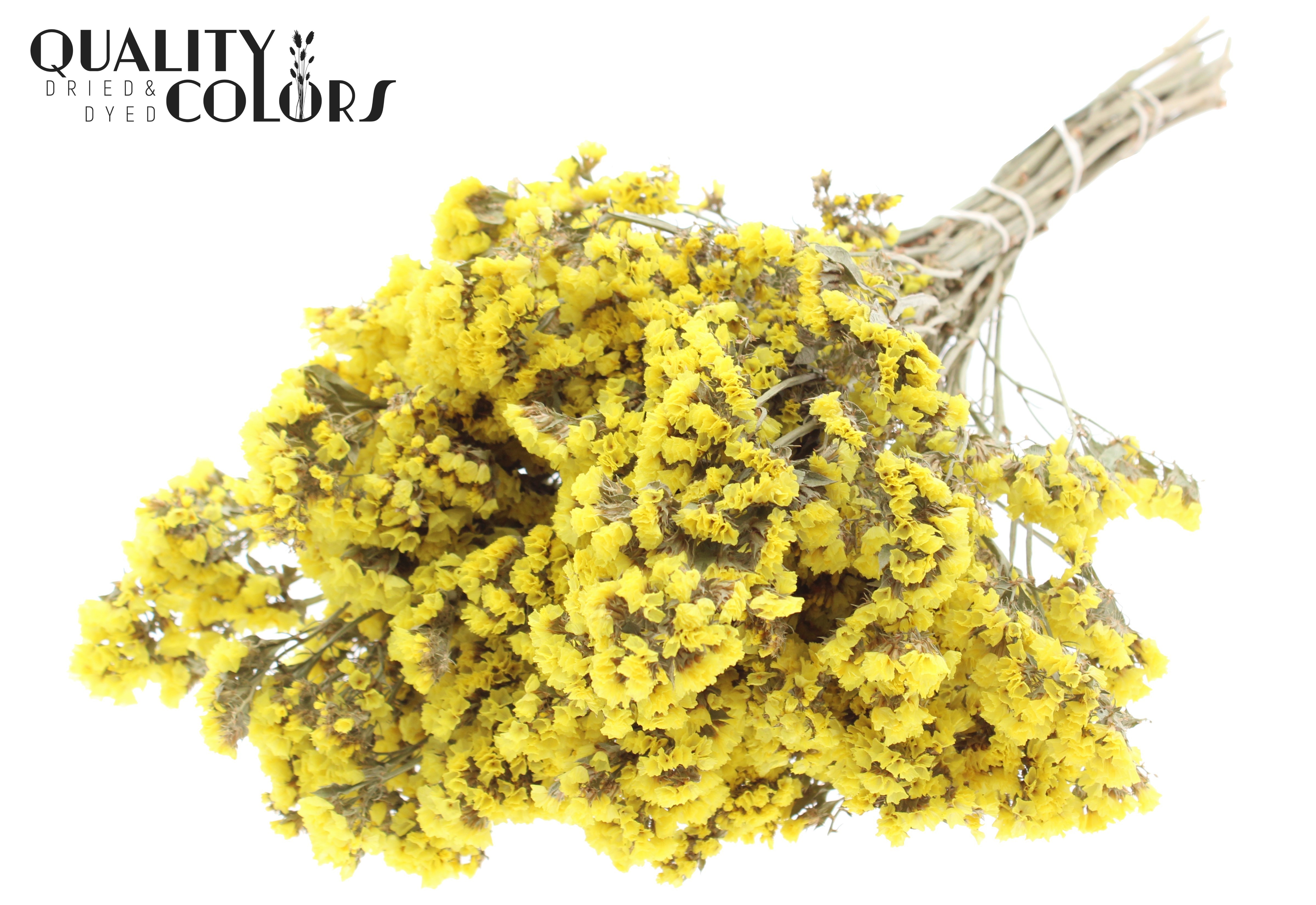 Limonium Statice Natural Yellow Per Bunch 45cm