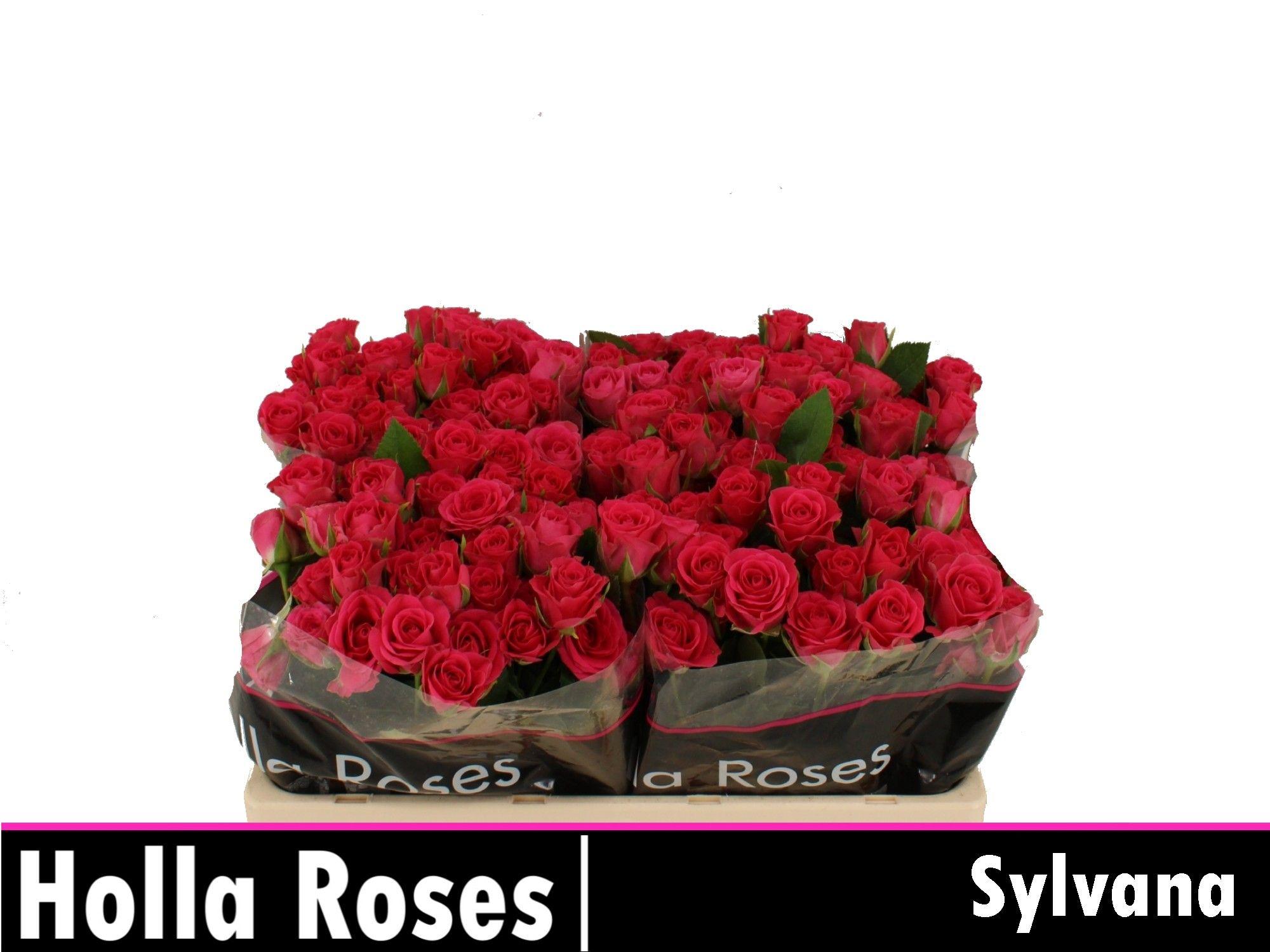 Rosa Spr Sylvana 50cm
