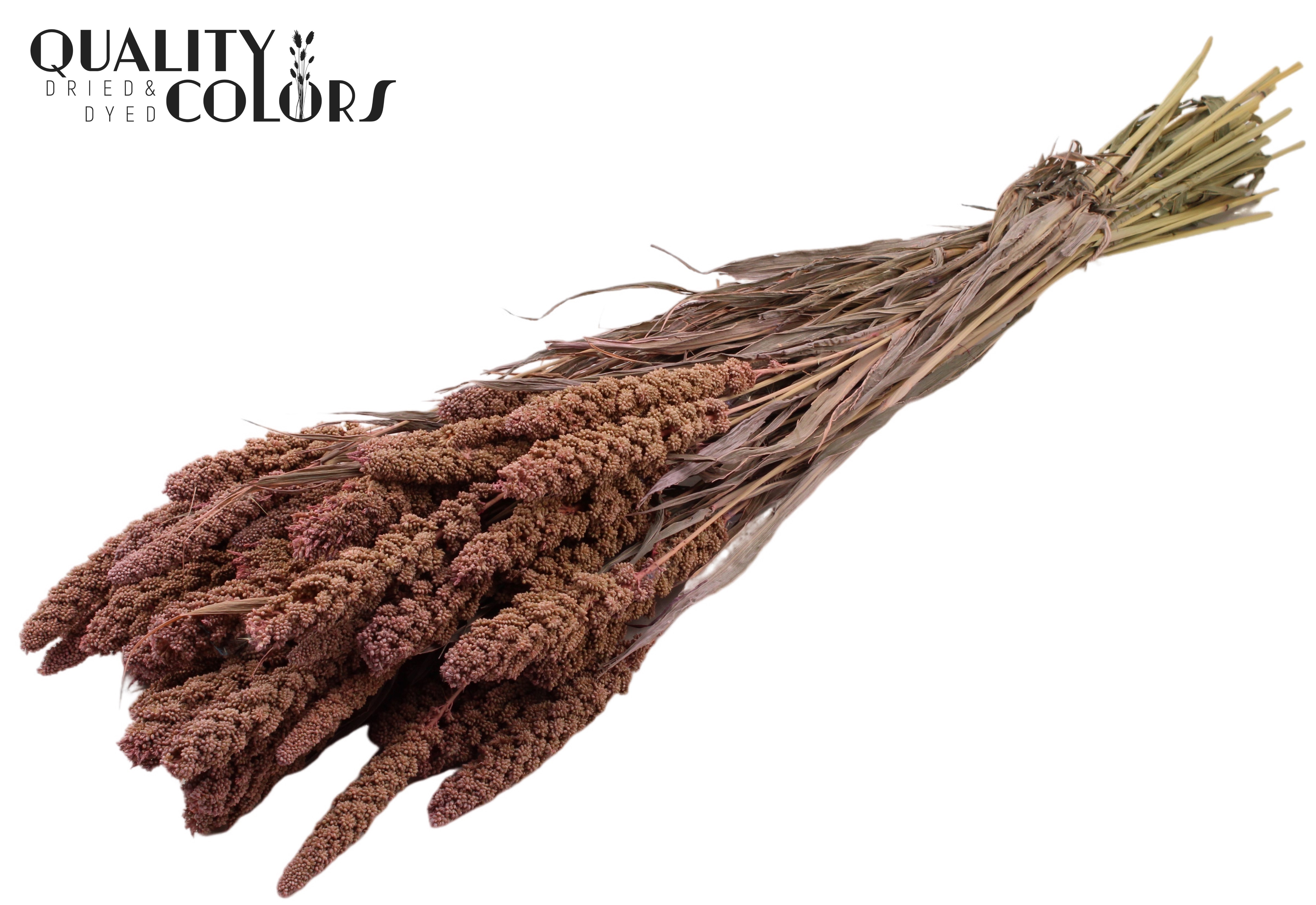 Panicum Frosted Pink Per Bunch 70cm