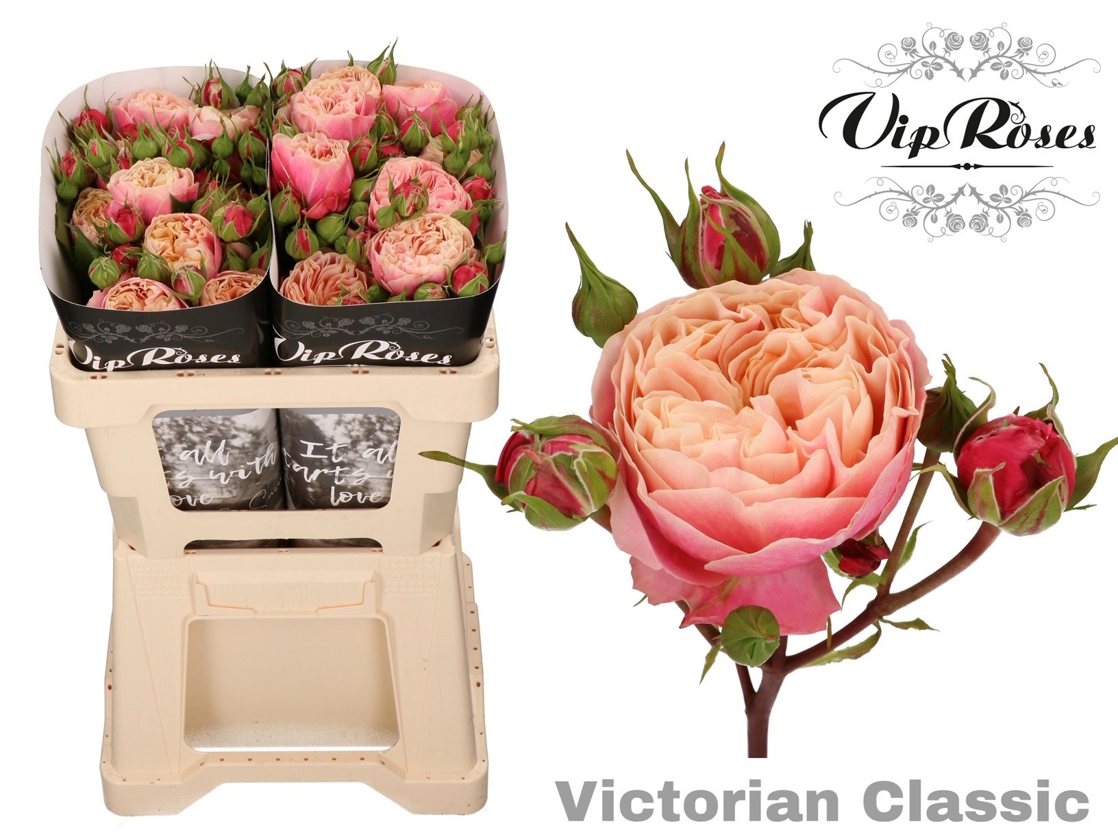 R Tr Victor Classic@ 50 cm