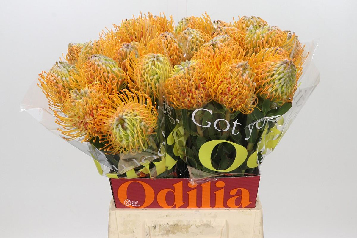 Nutans Soleil