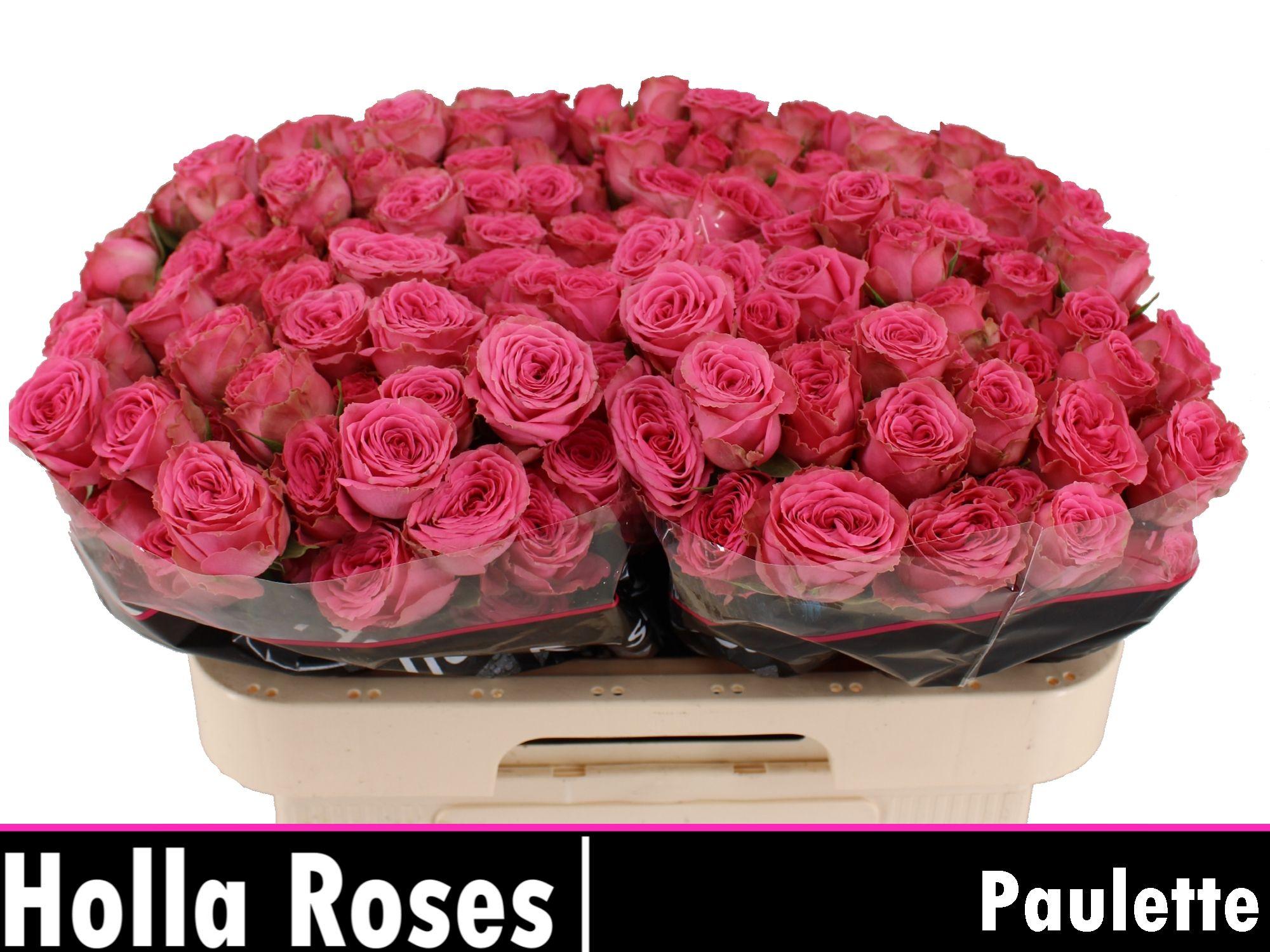 Rosa Spr Paulette! 60cm